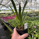 Cymbidium Sarah Jean 'Elizabeth'