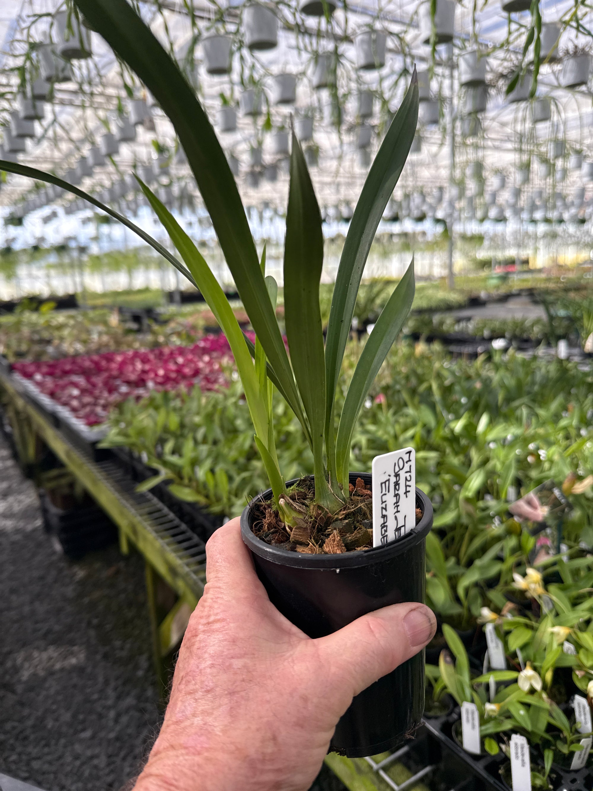 Cymbidium Sarah Jean 'Elizabeth'