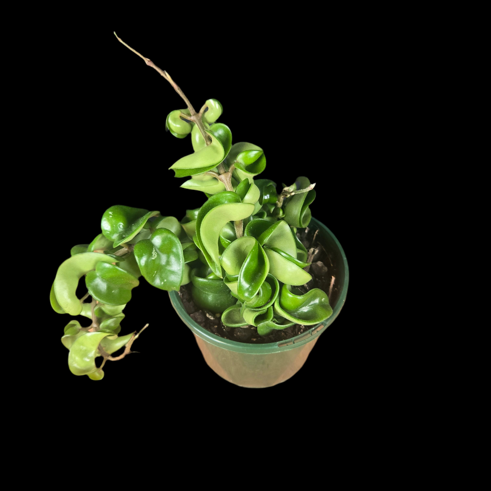 Hoya carnosa 'Indian Rope' (Dwarf form)
