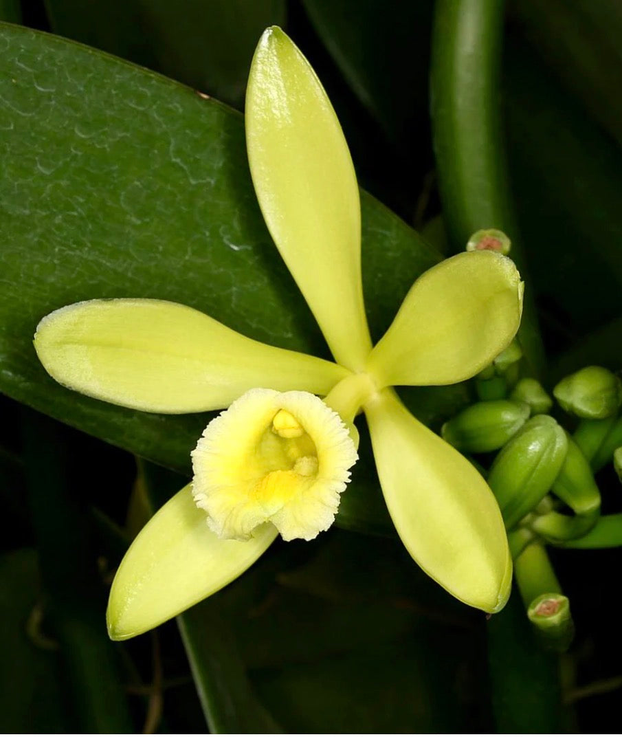 Vanilla planifolia – Vanilla Orchid