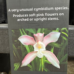 Cymbidium wadae. Rare