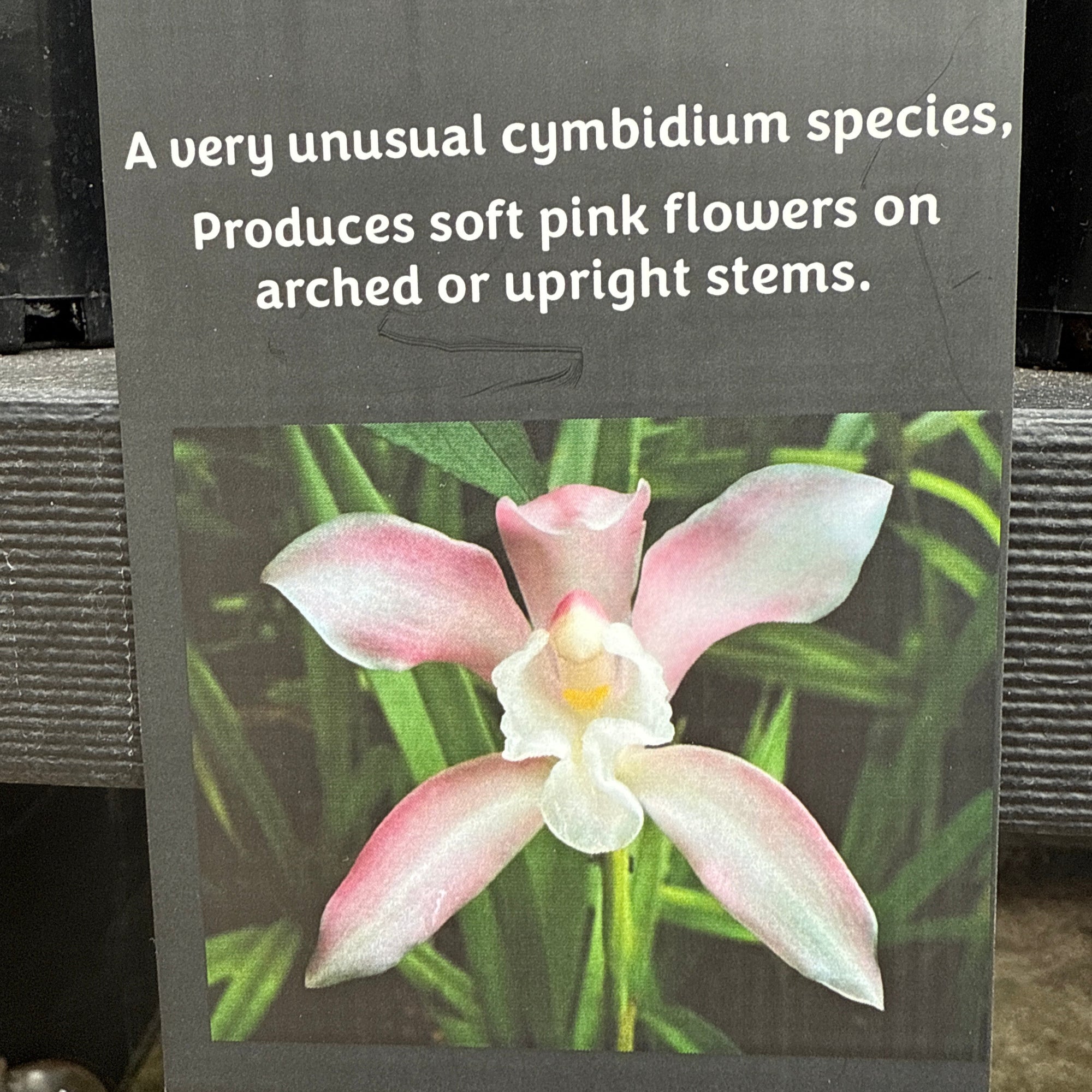 Cymbidium wadae. Rare