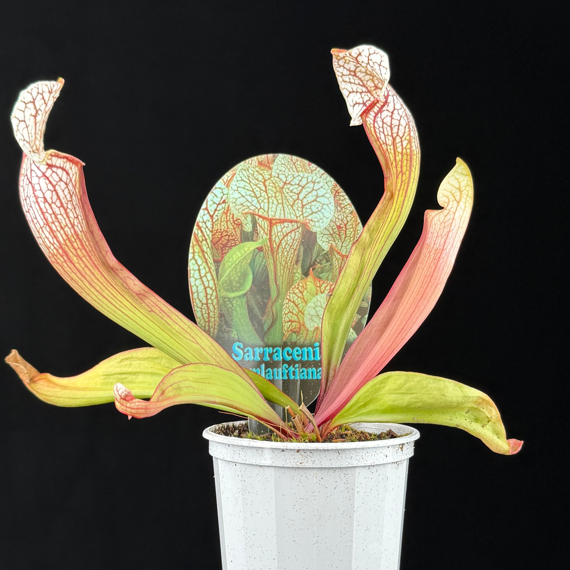 Sarracenia Umlauftiana
