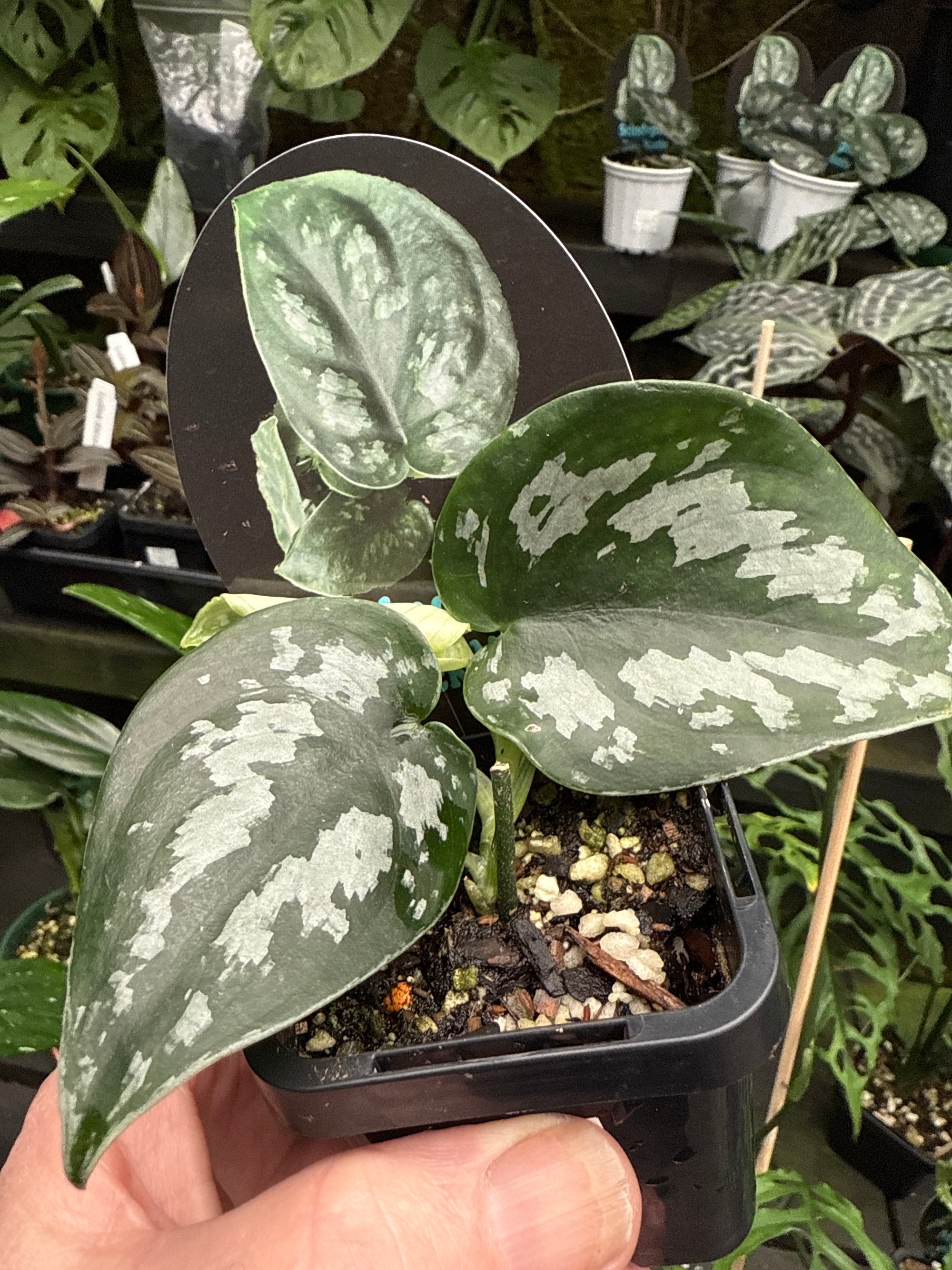 Scindapsus pictus 'Black Mamba'