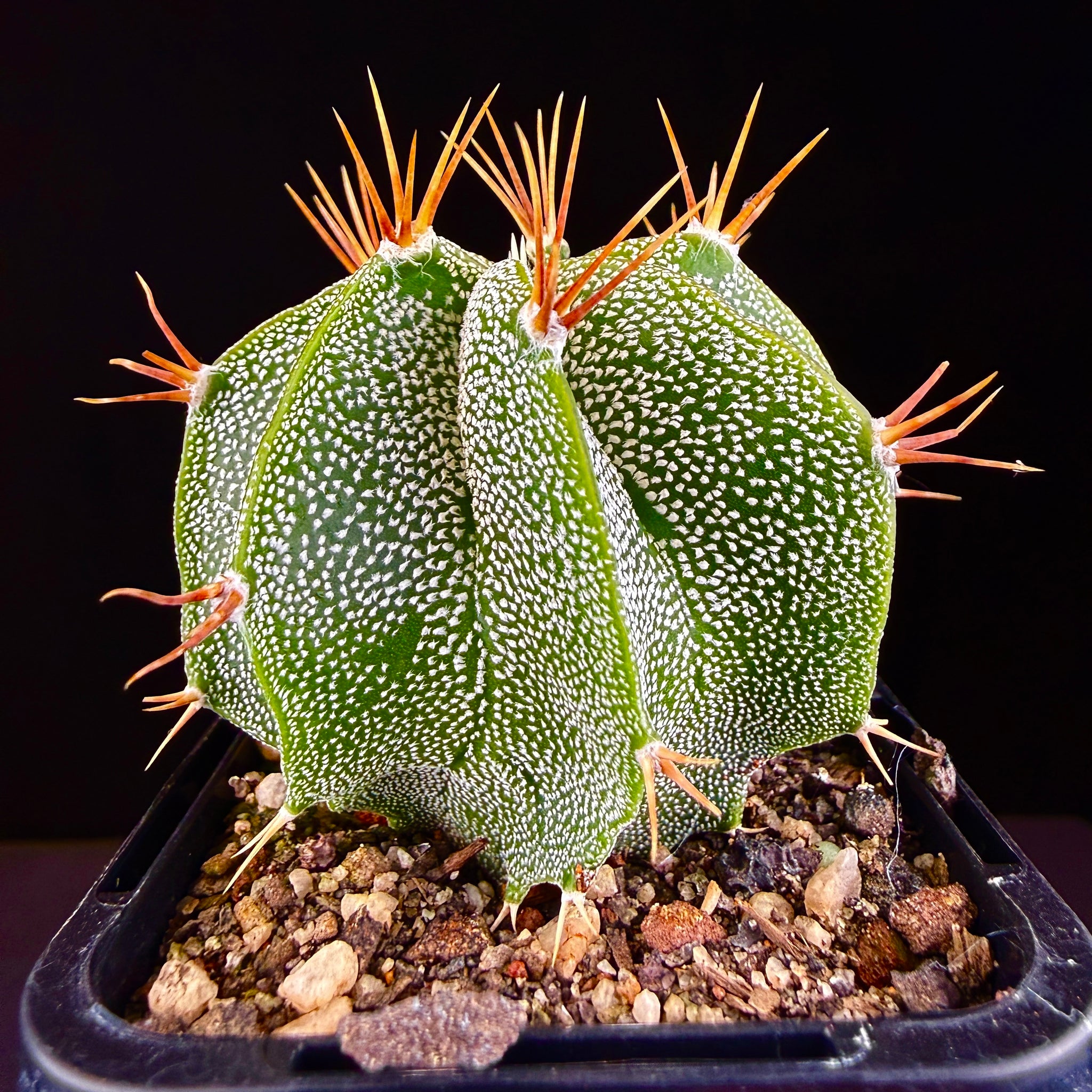 Astrophytum ornatum