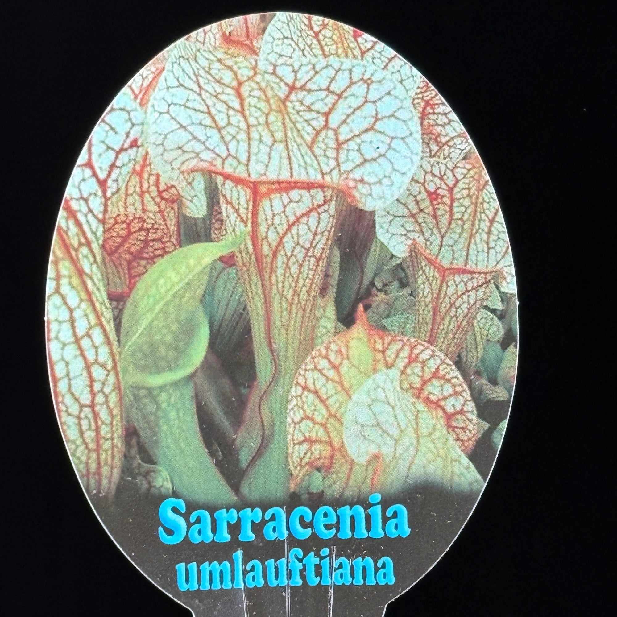 Sarracenia Umlauftiana