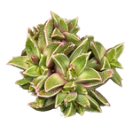 Faucaria gratiae