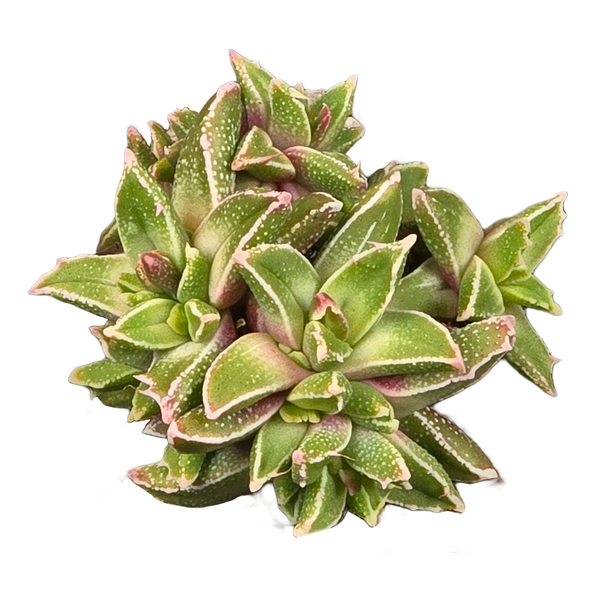 Faucaria gratiae
