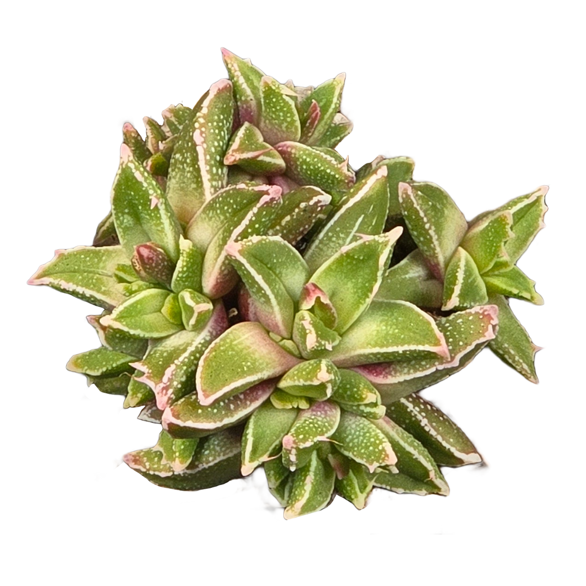 Faucaria gratiae
