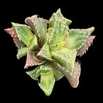 Variegated Faucaria rosette with yellow-green mottled leaves and soft triangular teeth.