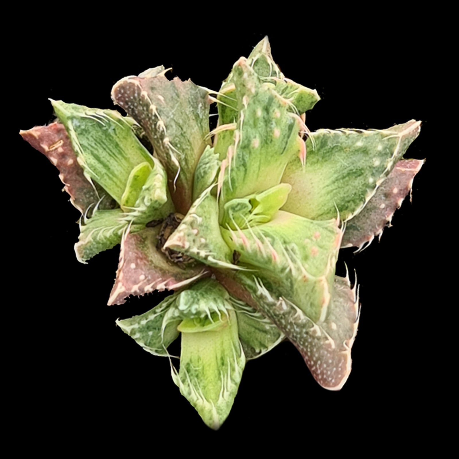 Variegated Faucaria rosette with yellow-green mottled leaves and soft triangular teeth.
