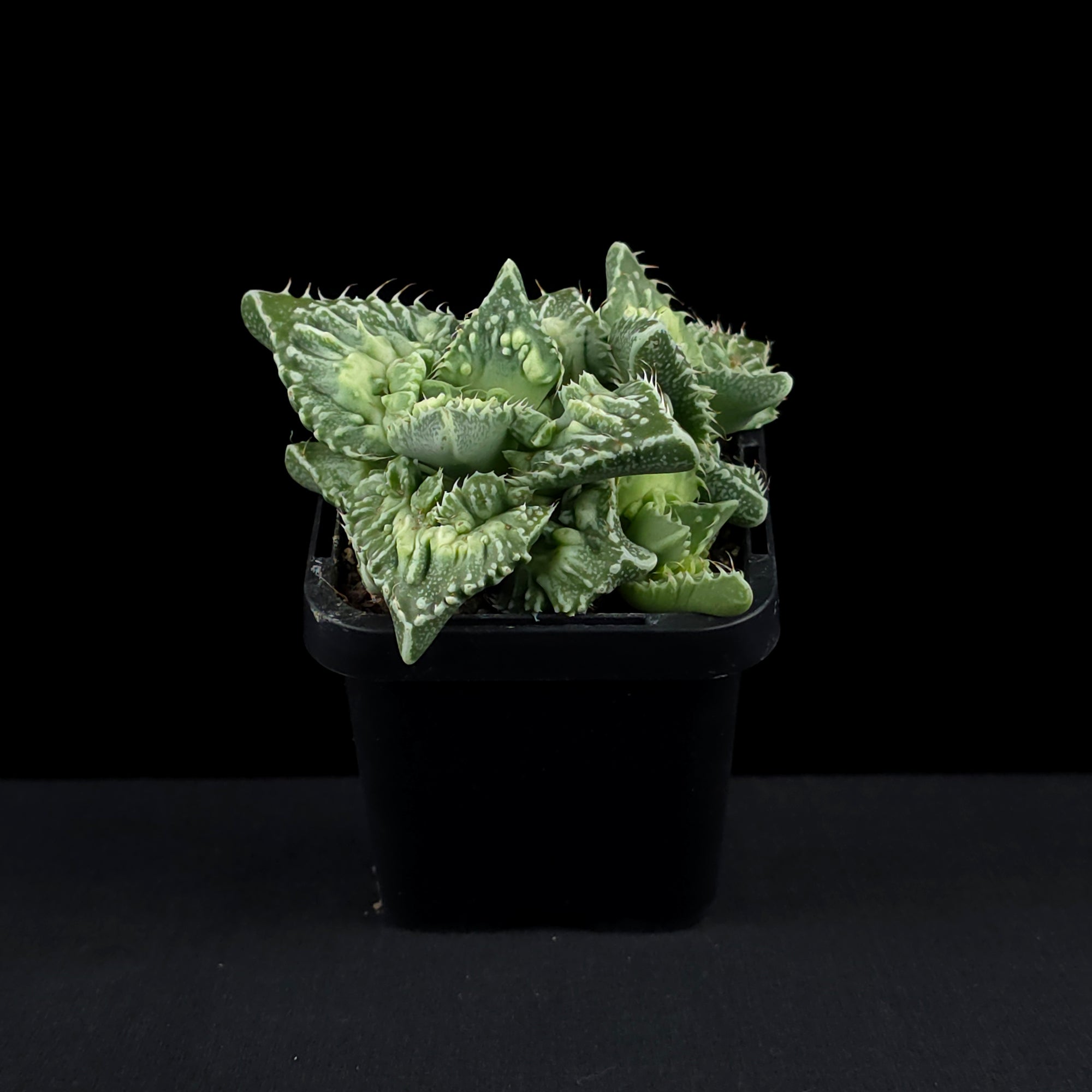 Faucaria tuberculosa f. Monstrose – Tiger Jaws