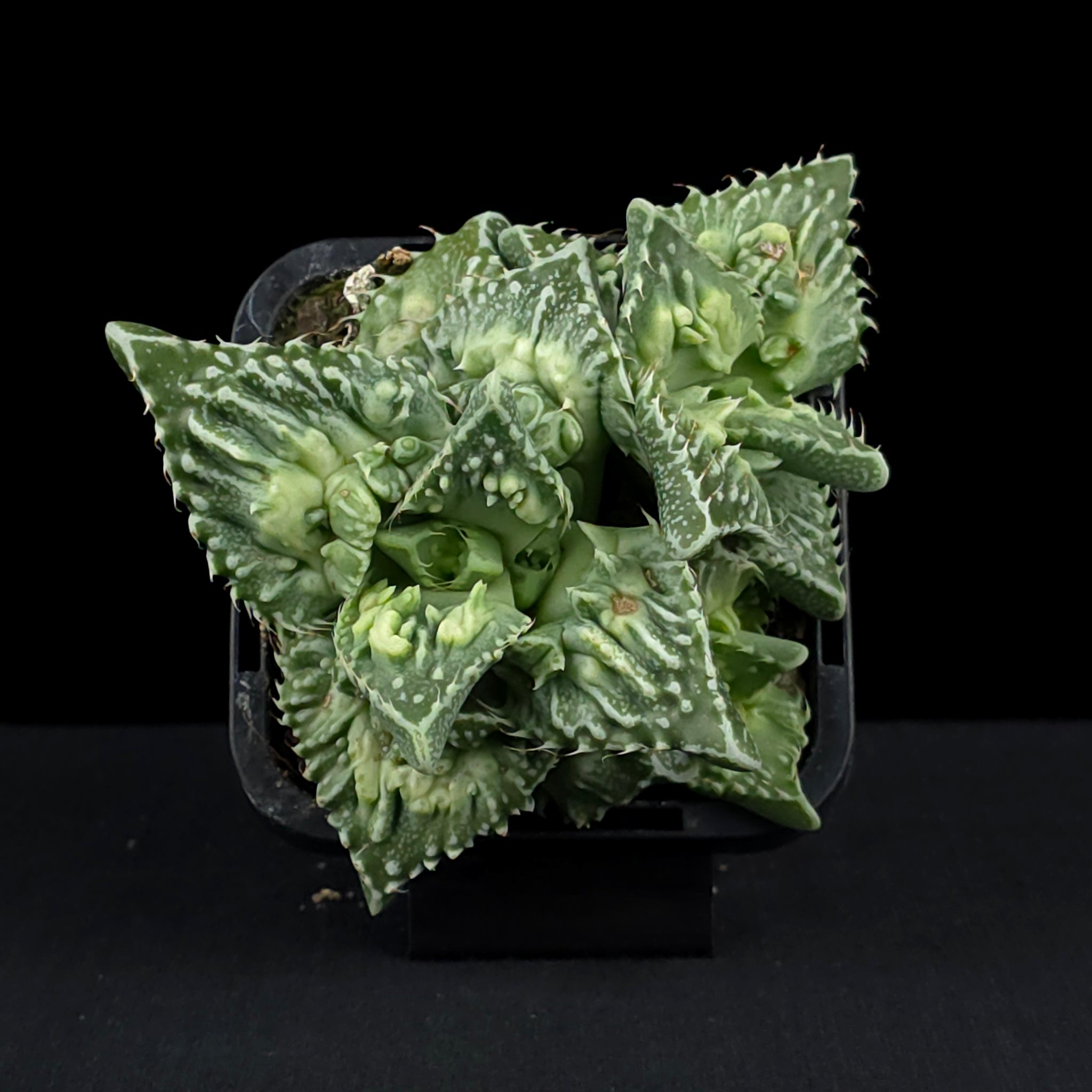 Faucaria tuberculosa f. Monstrose – Tiger Jaws