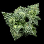 Faucaria tuberculosa f. Monstrose – Tiger Jaws