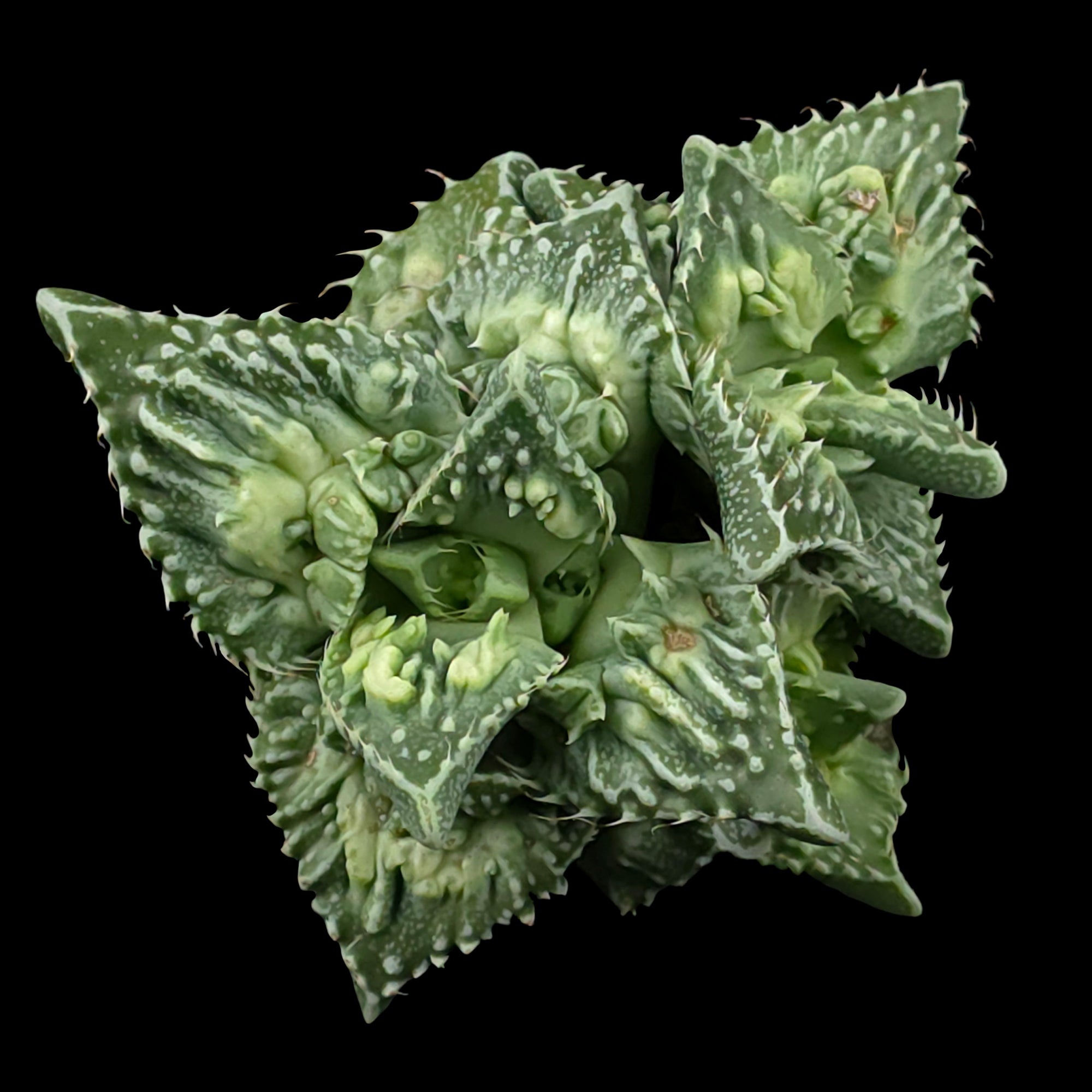 Faucaria tuberculosa f. Monstrose – Tiger Jaws