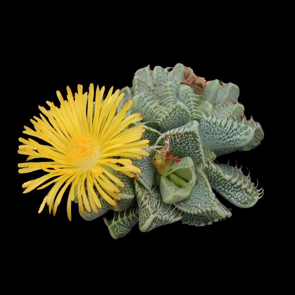 Faucaria tuberculosa – Tiger Jaws