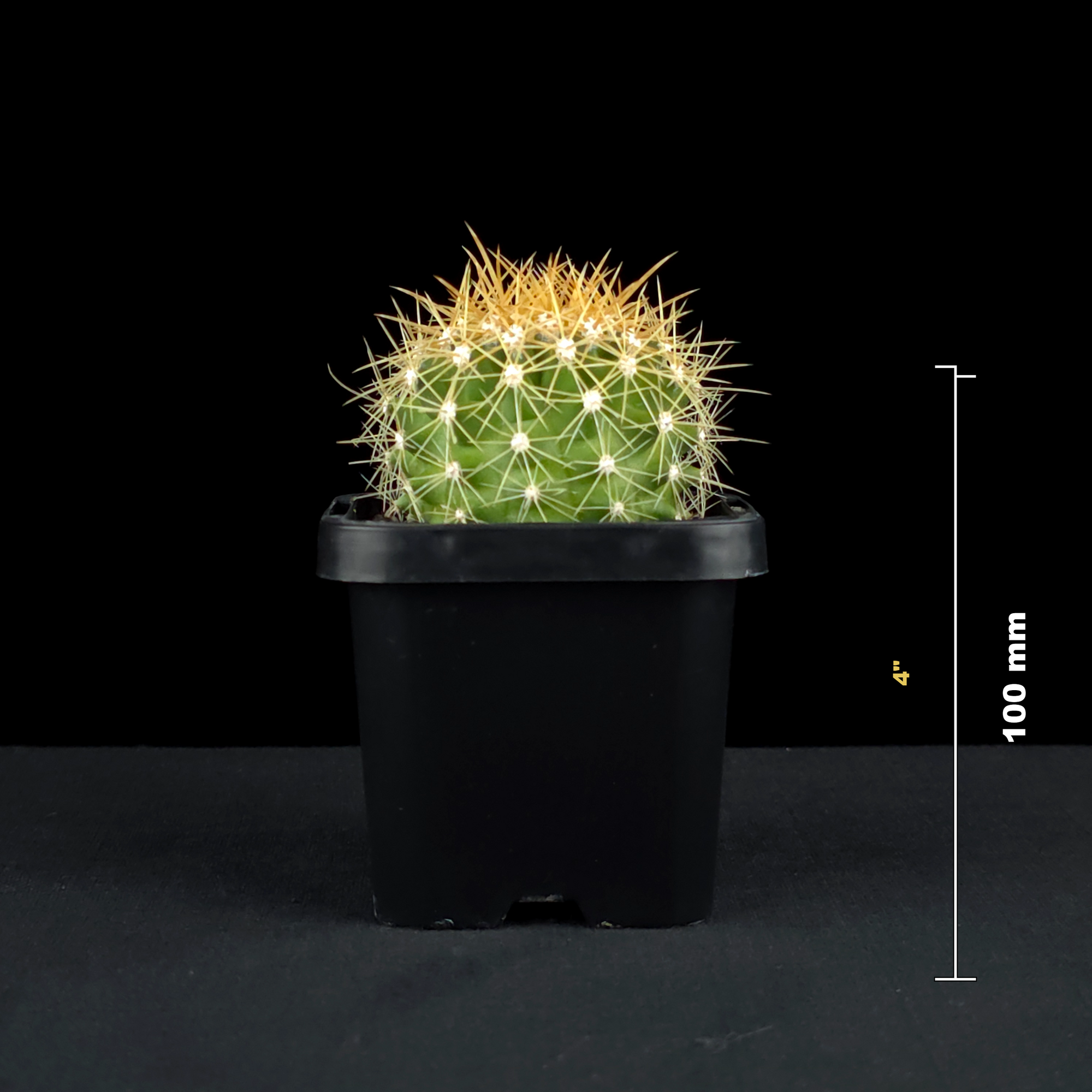 Ferocactus schwarzii - Schwarz's Barrel Cactus