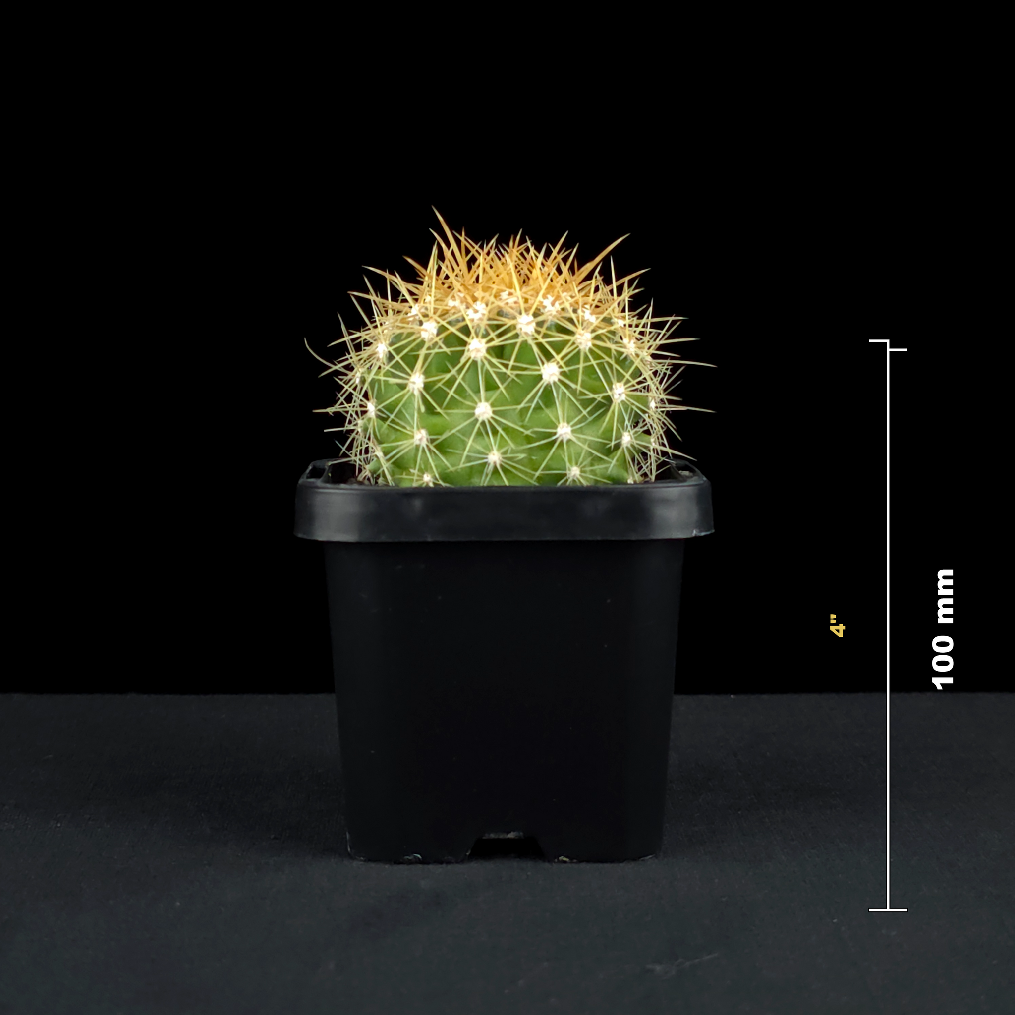 Ferocactus schwarzii - Schwarz's Barrel Cactus