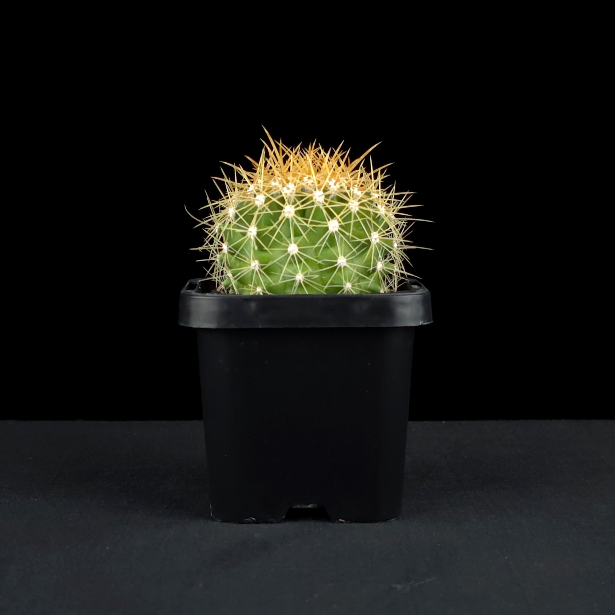 Ferocactus schwarzii - Schwarz's Barrel Cactus