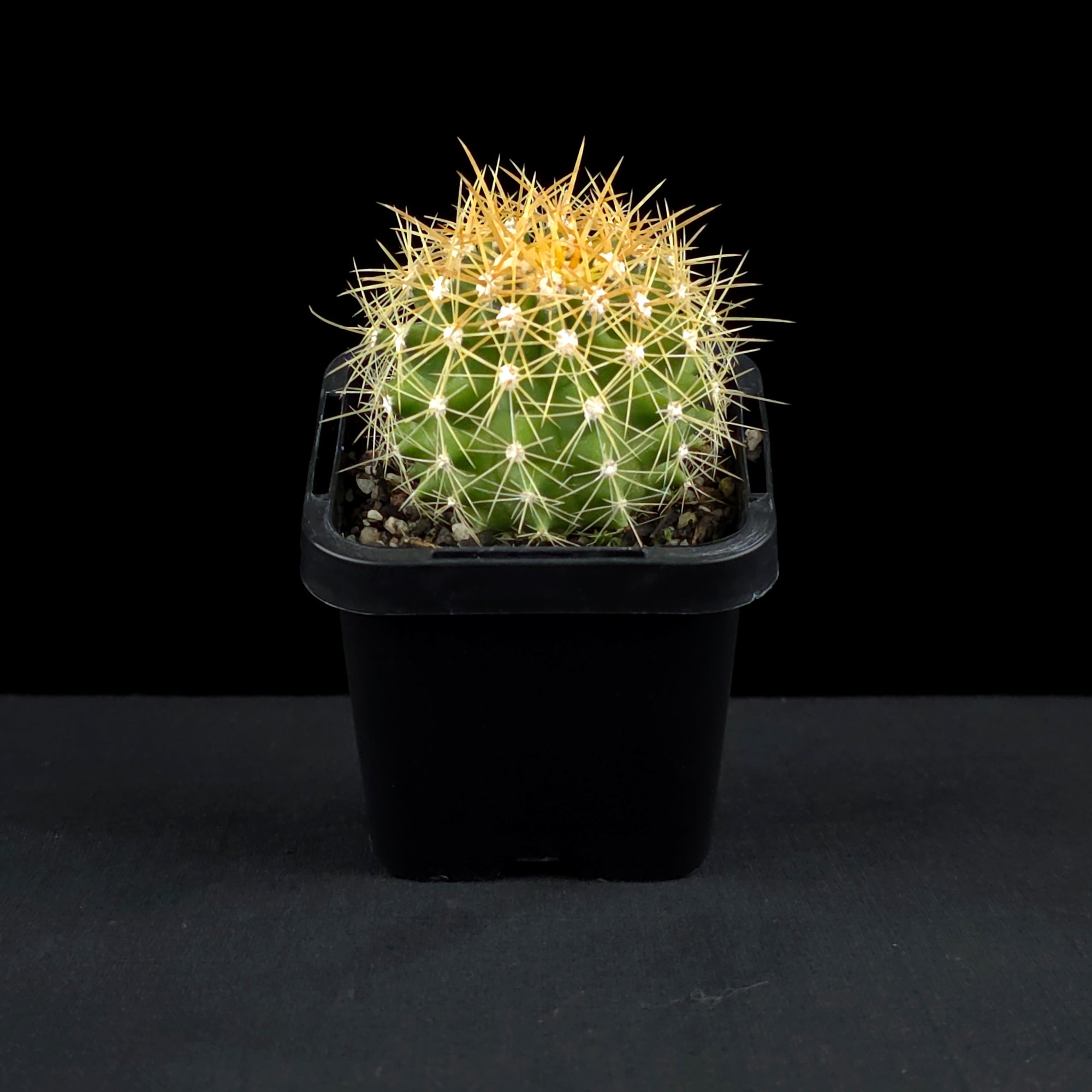 Ferocactus schwarzii - Schwarz's Barrel Cactus