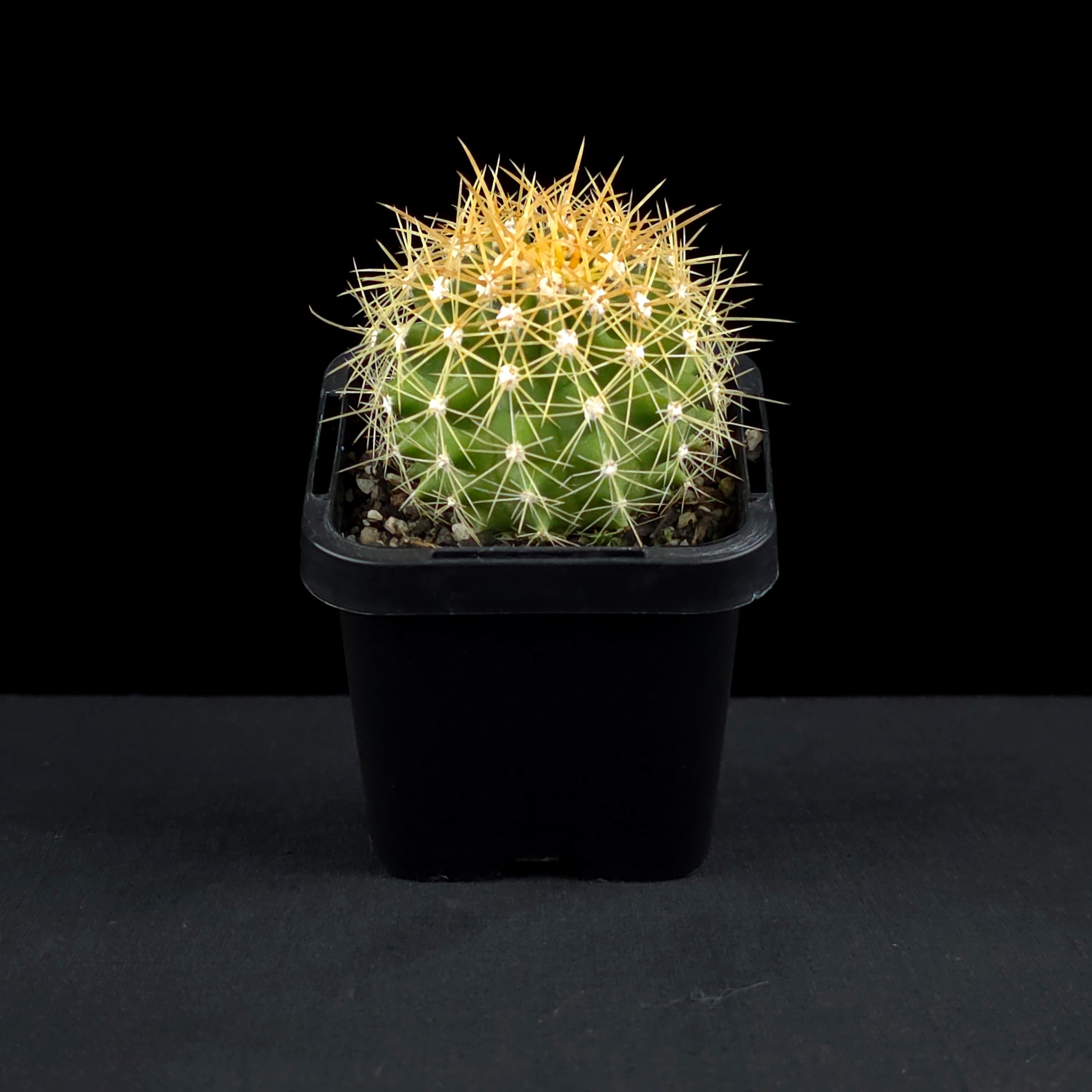 Ferocactus schwarzii - Schwarz's Barrel Cactus