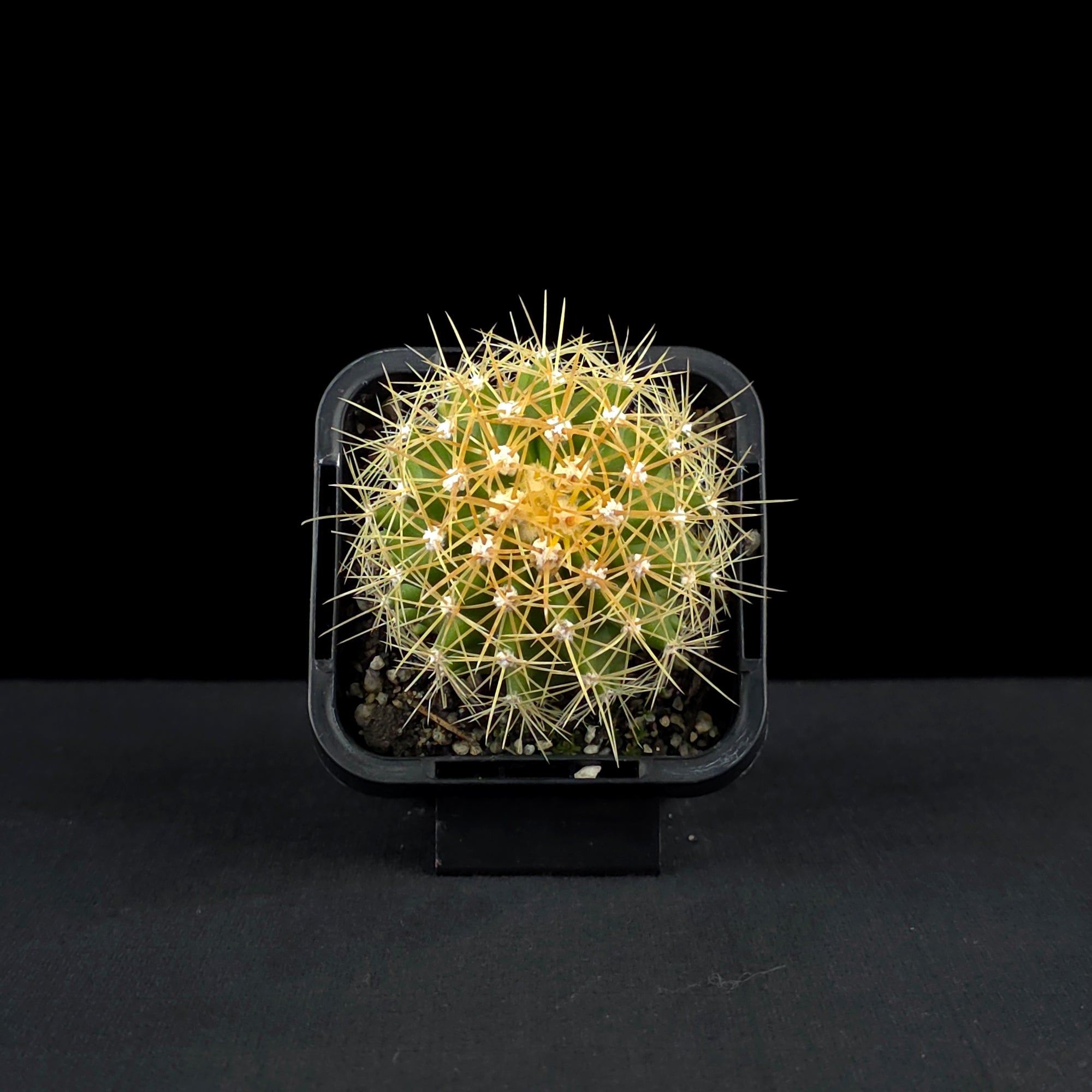 Ferocactus schwarzii - Schwarz's Barrel Cactus