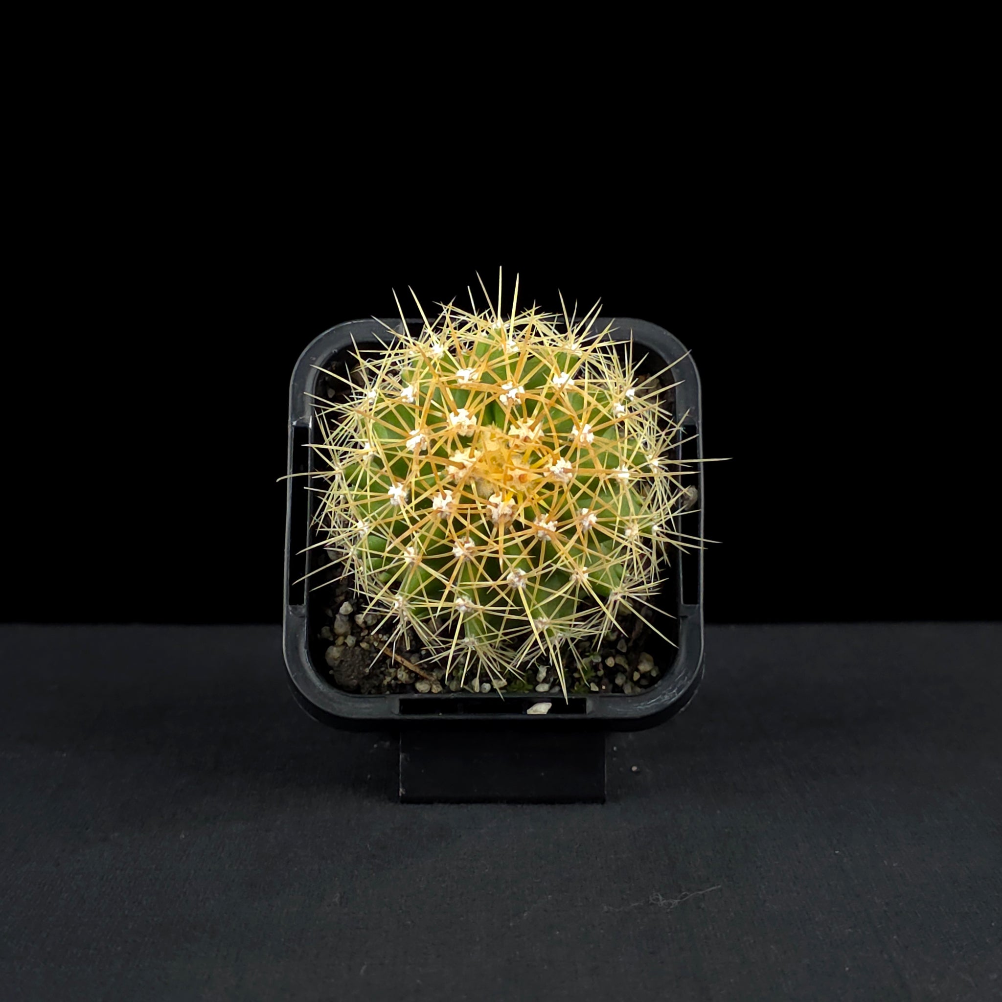 Ferocactus schwarzii - Schwarz's Barrel Cactus