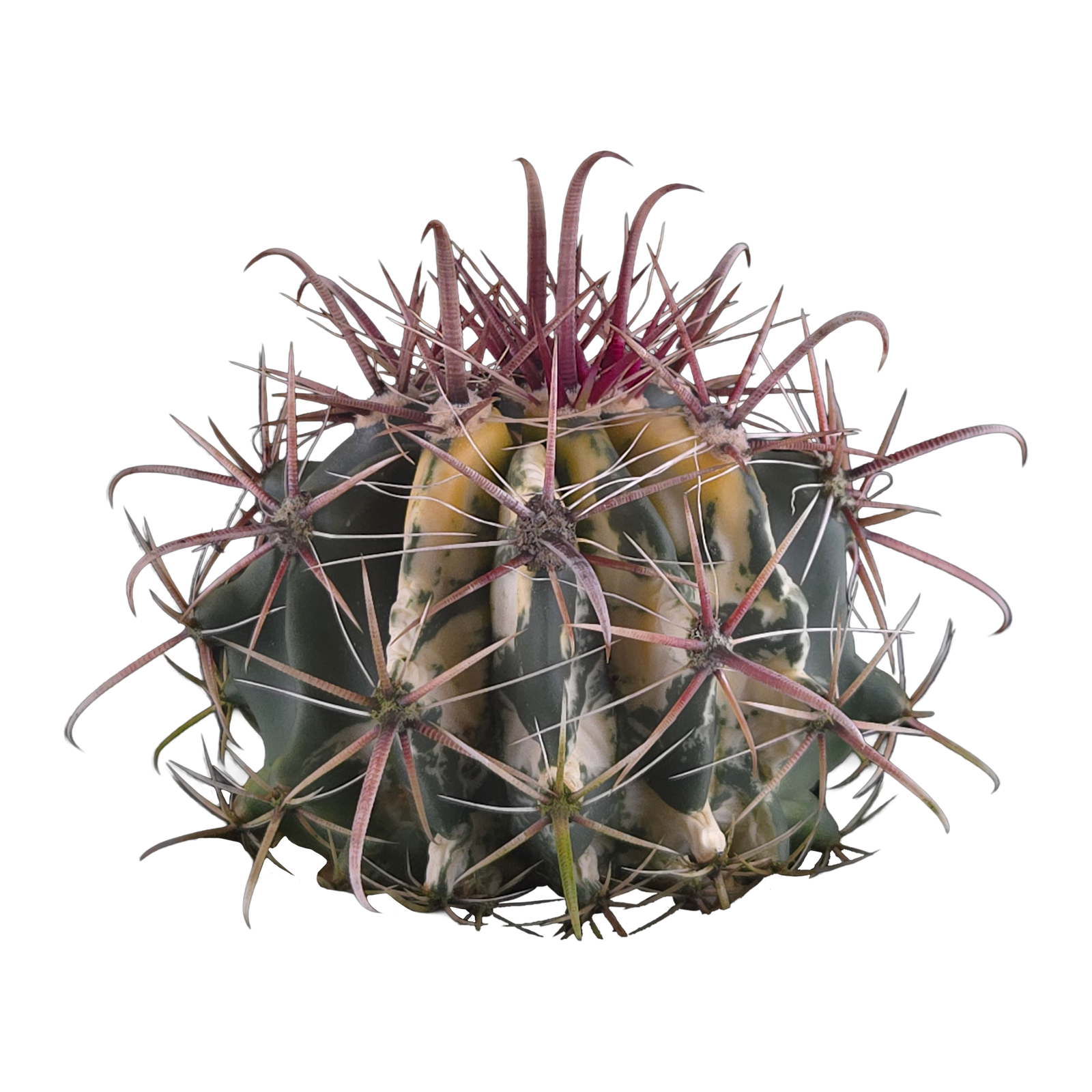 Ferocactus wislizeni f. variegata