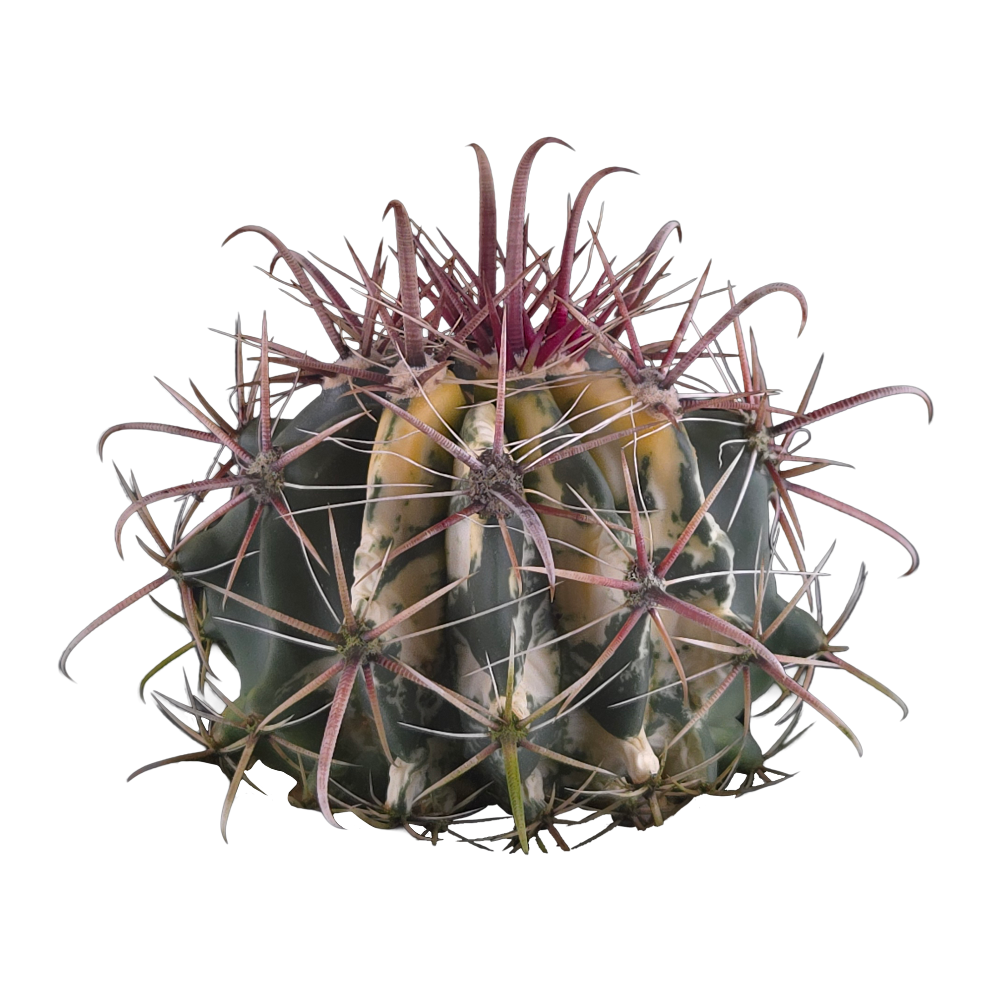 Ferocactus wislizeni f. variegata