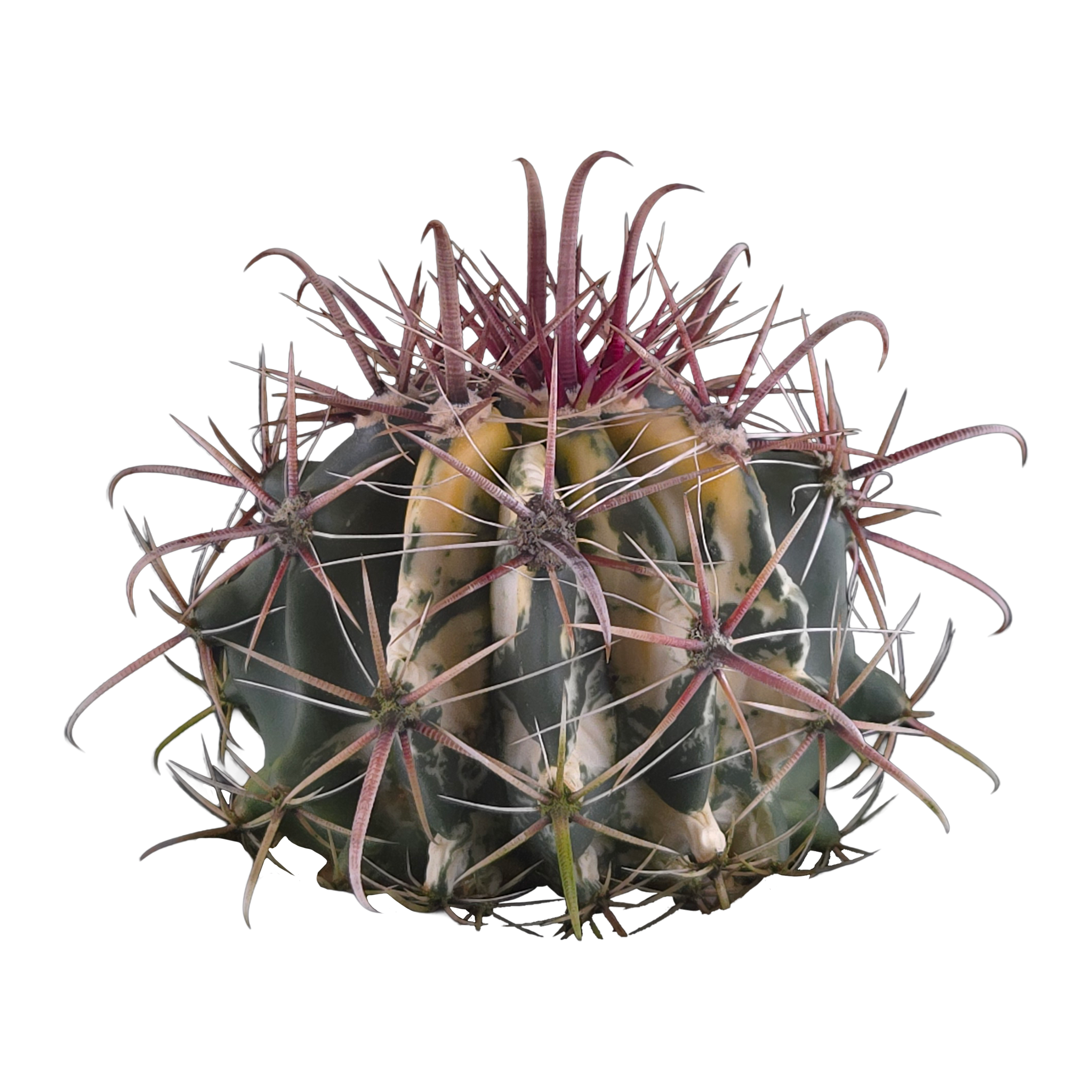 Ferocactus wislizeni f. variegata