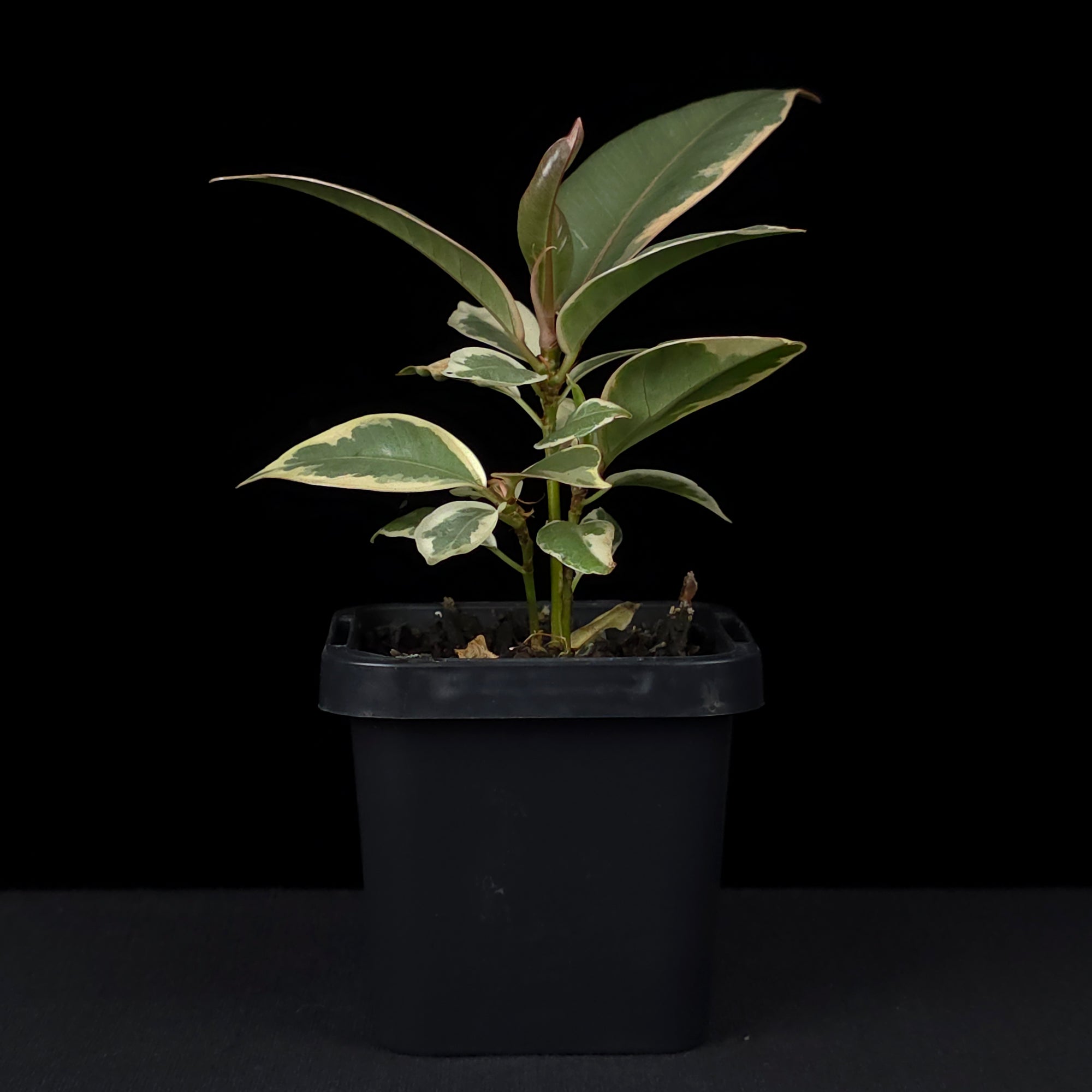 Ficus elastica 'Tineke' - Variegated Rubber Plant