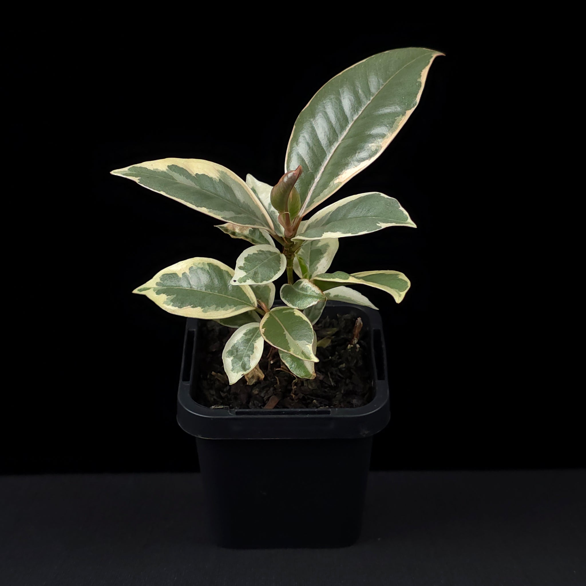 Ficus elastica 'Tineke' - Variegated Rubber Plant