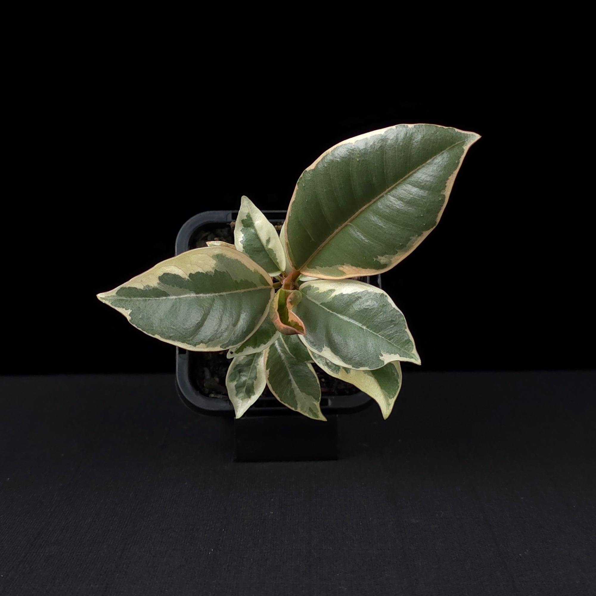 Ficus elastica 'Tineke' - Variegated Rubber Plant