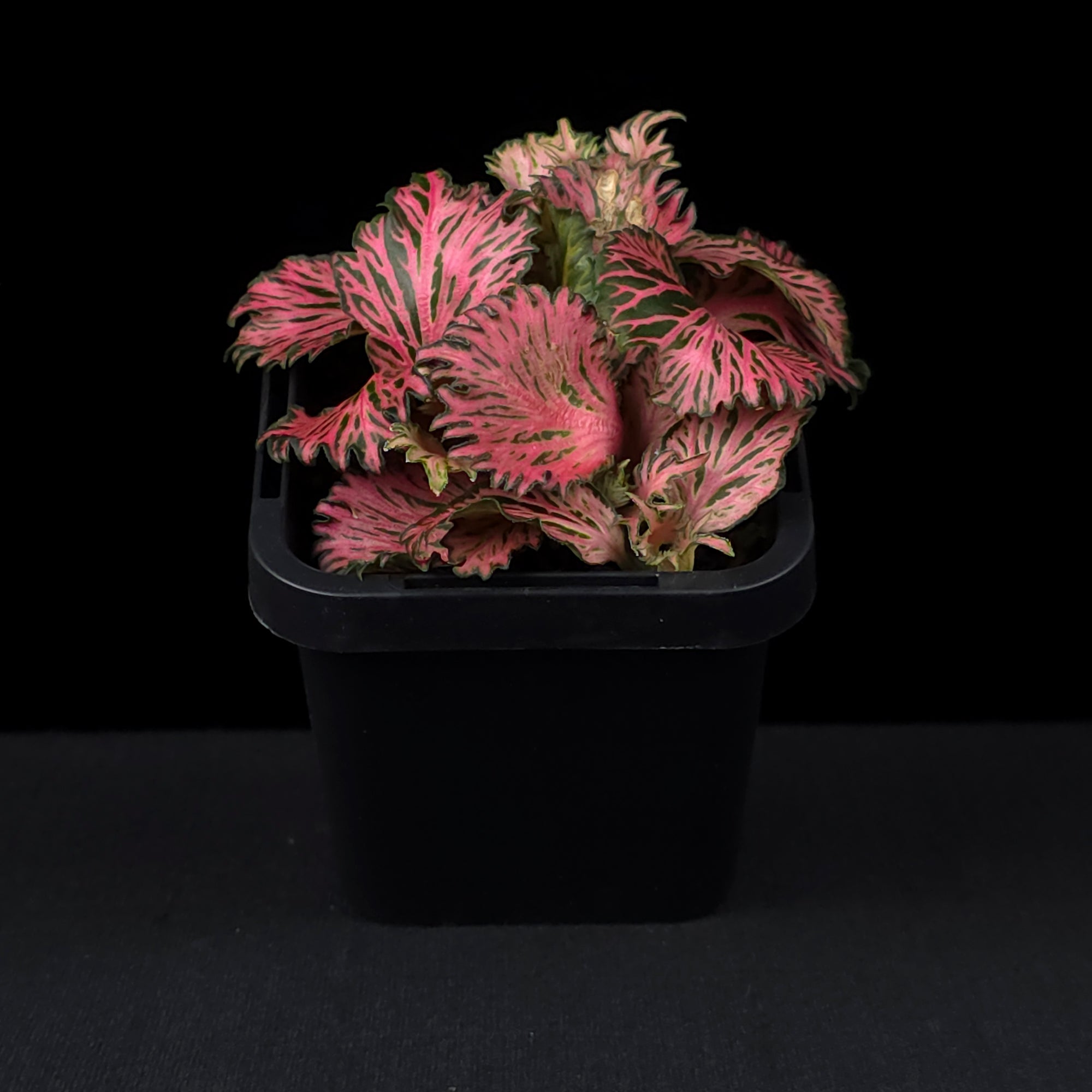 Fittonia 'Enchanted'