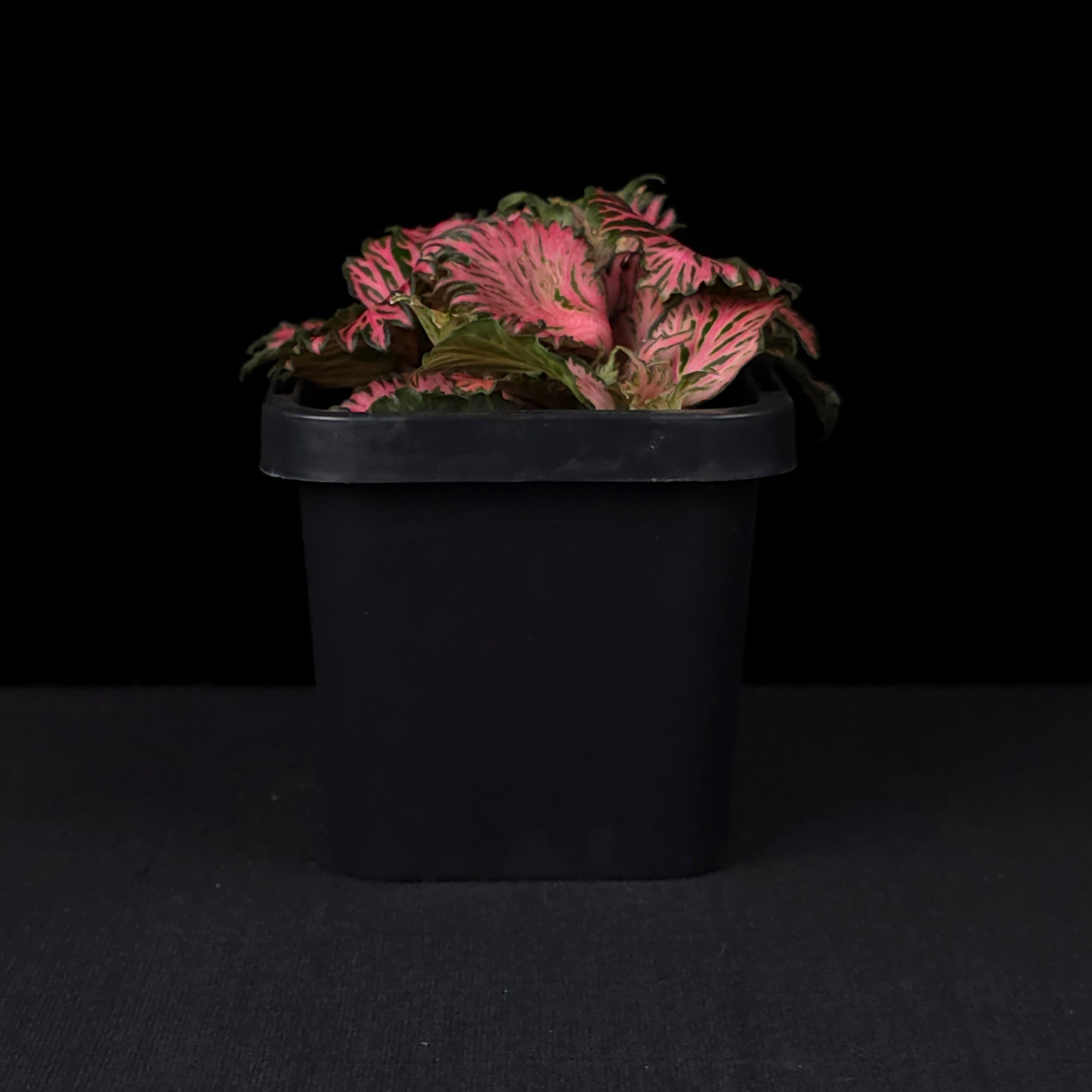 Fittonia 'Enchanted'