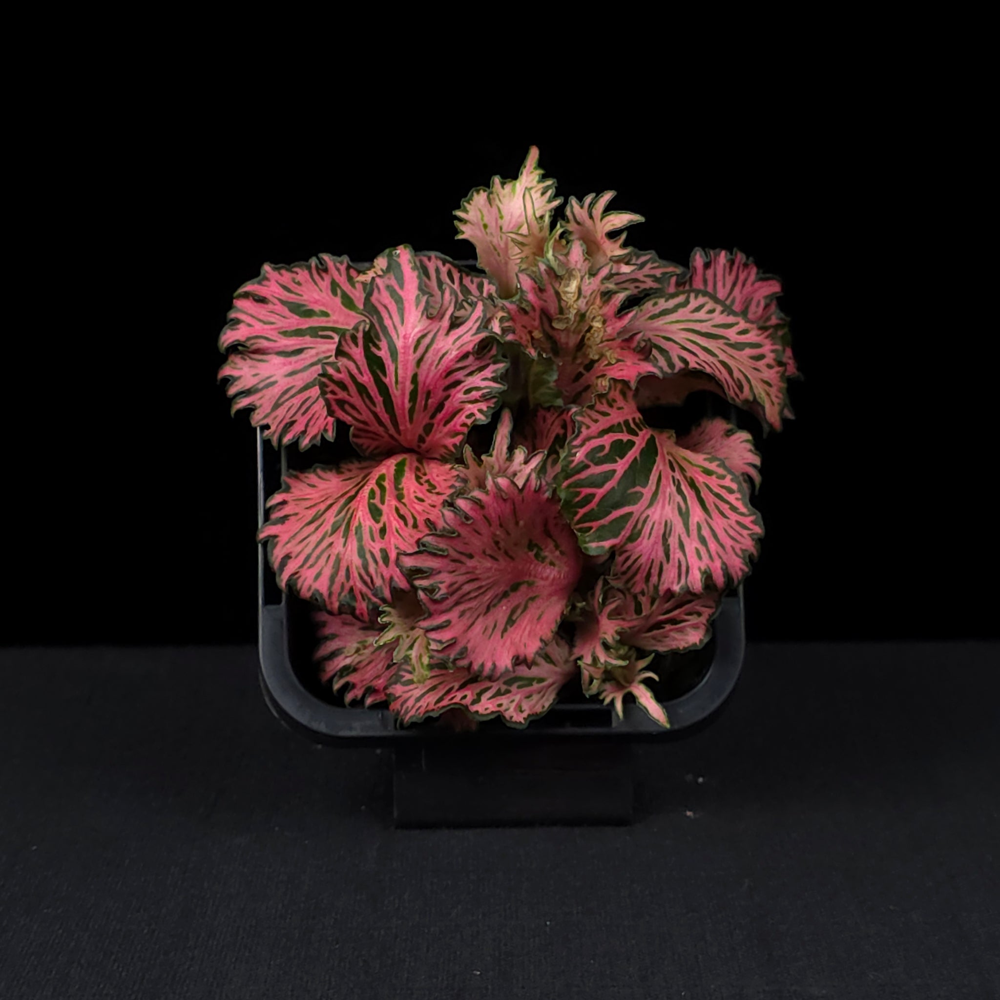 Fittonia 'Enchanted'
