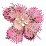 Deeply divided pink Fittonia leaves with fine green veins forming a feathery rosette.