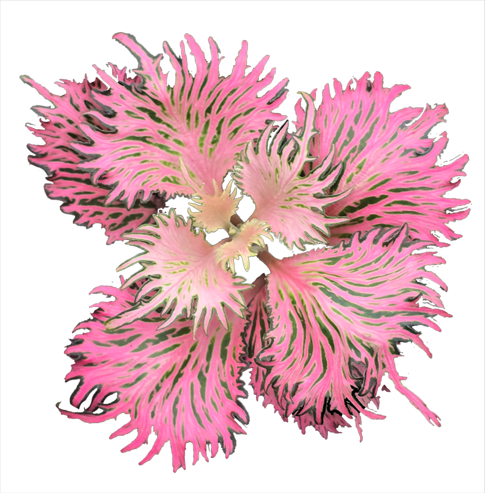 Deeply divided pink Fittonia leaves with fine green veins forming a feathery rosette.