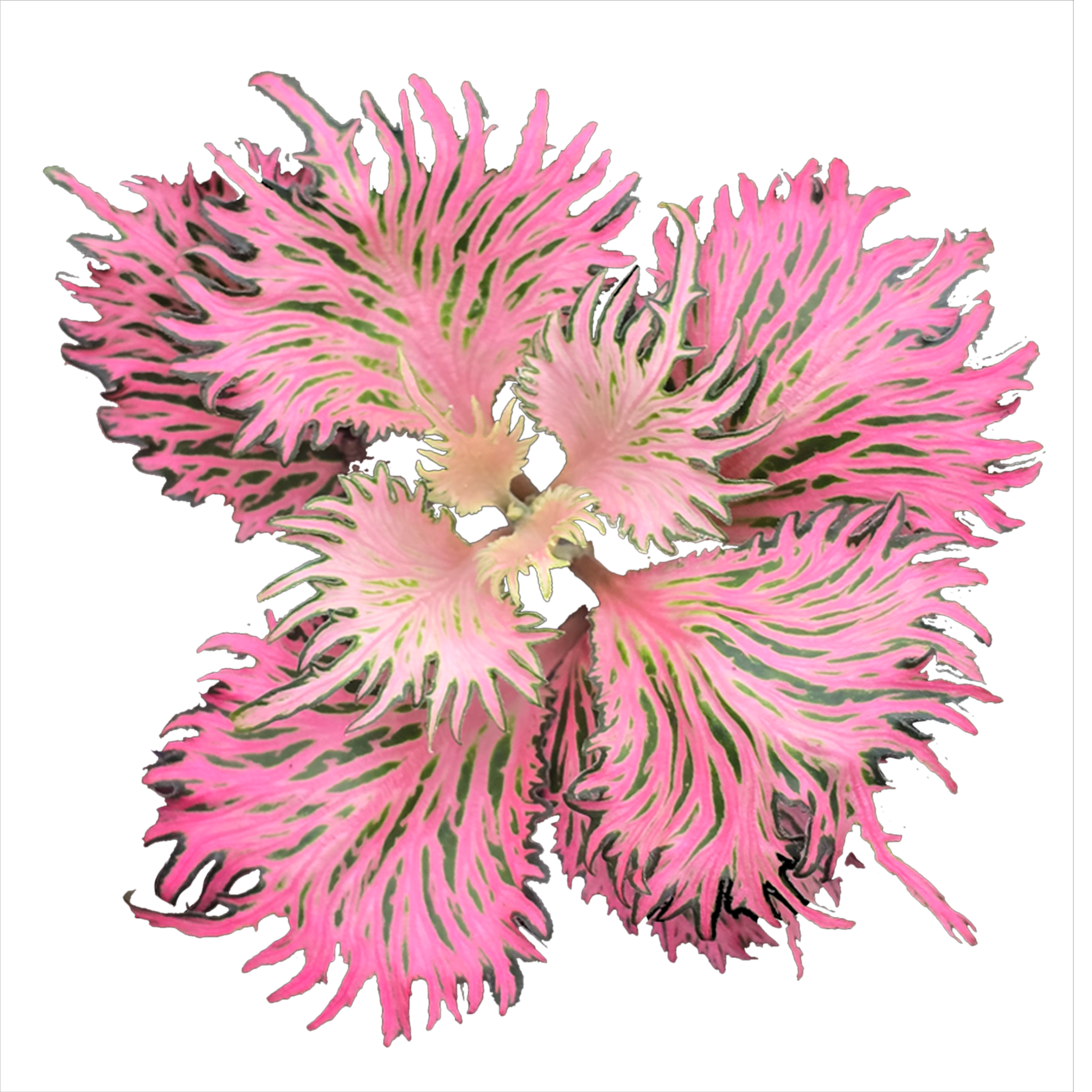 Deeply divided pink Fittonia leaves with fine green veins forming a feathery rosette.