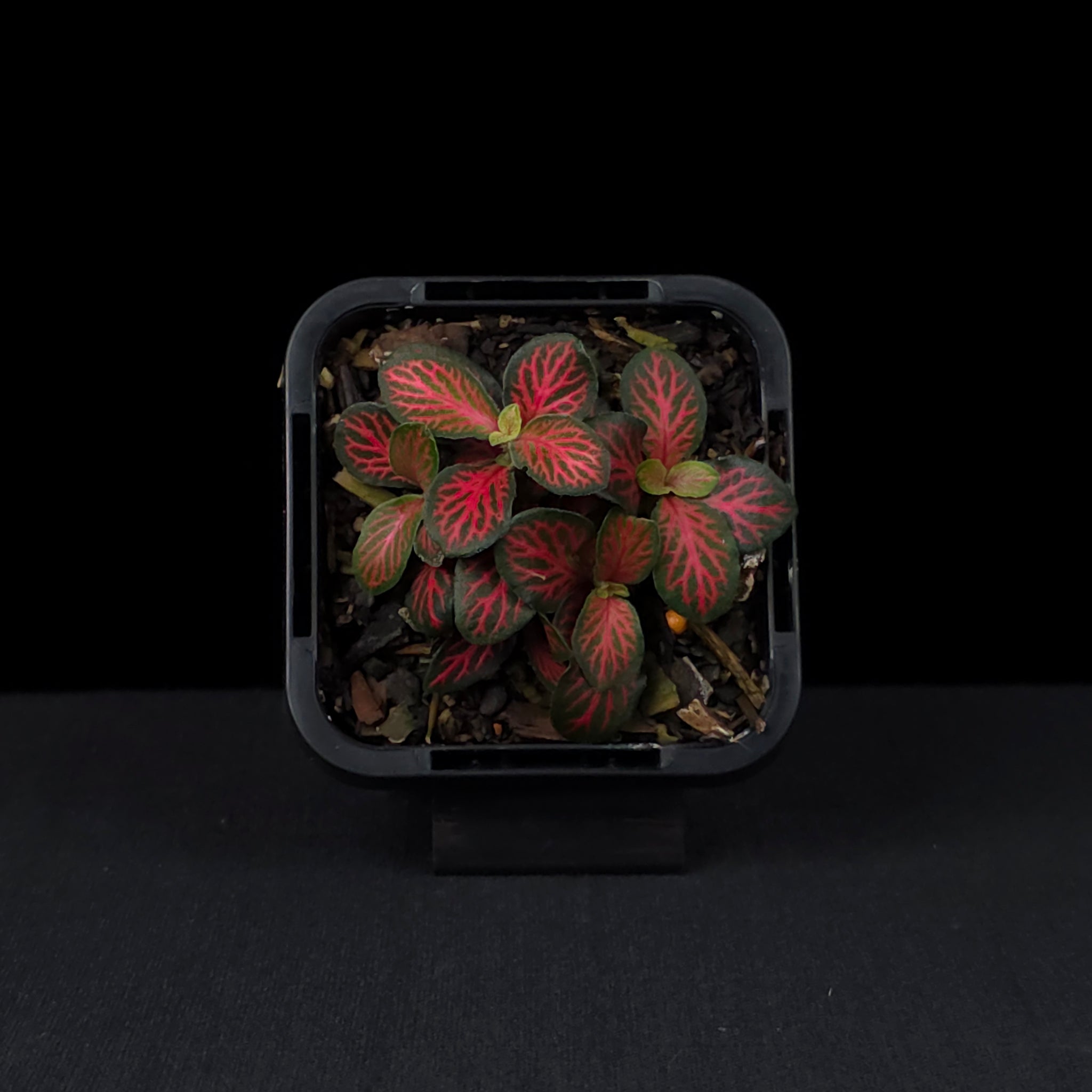 Fittonia 'Flamule'