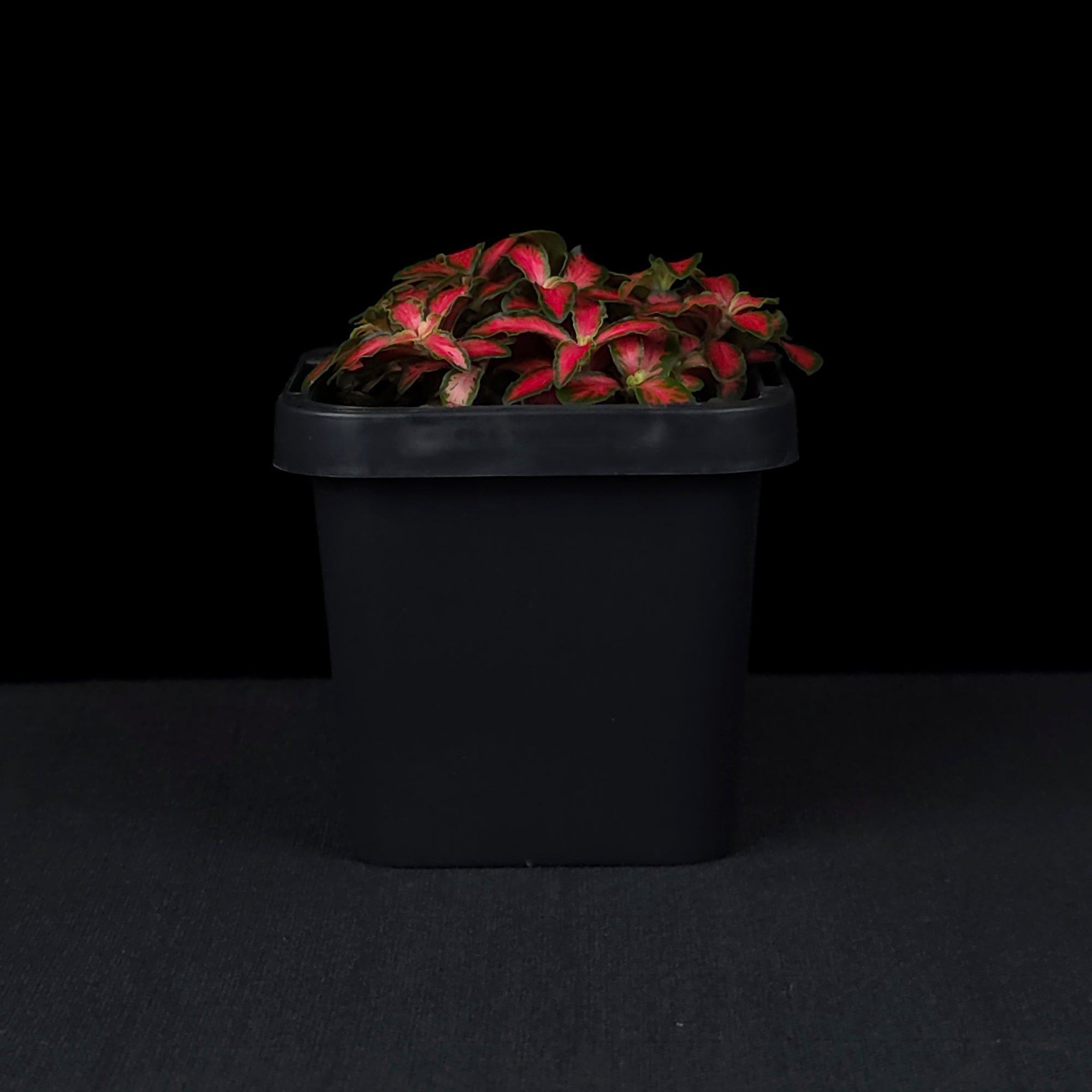 Fittonia 'Forest Flame'