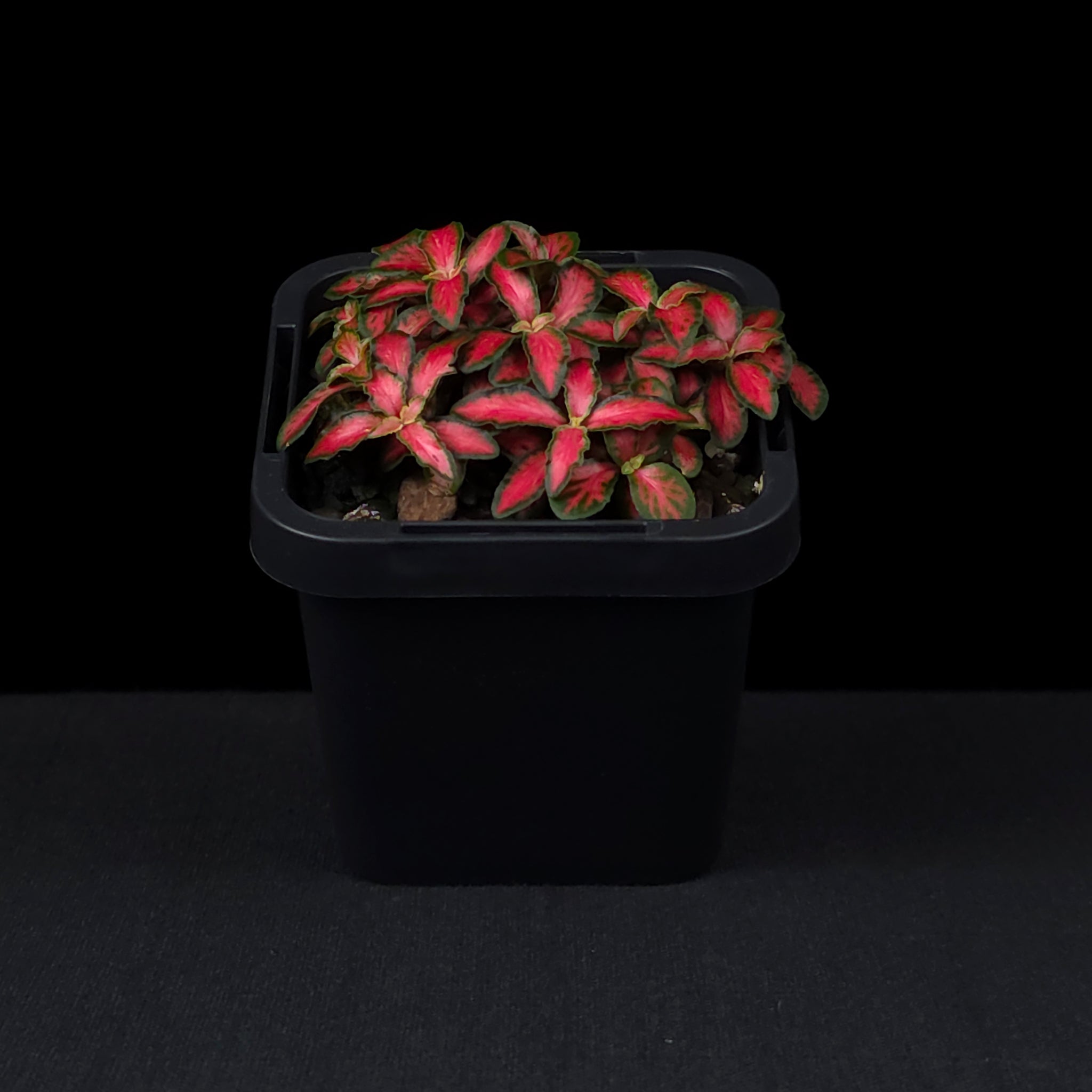 Fittonia 'Forest Flame'