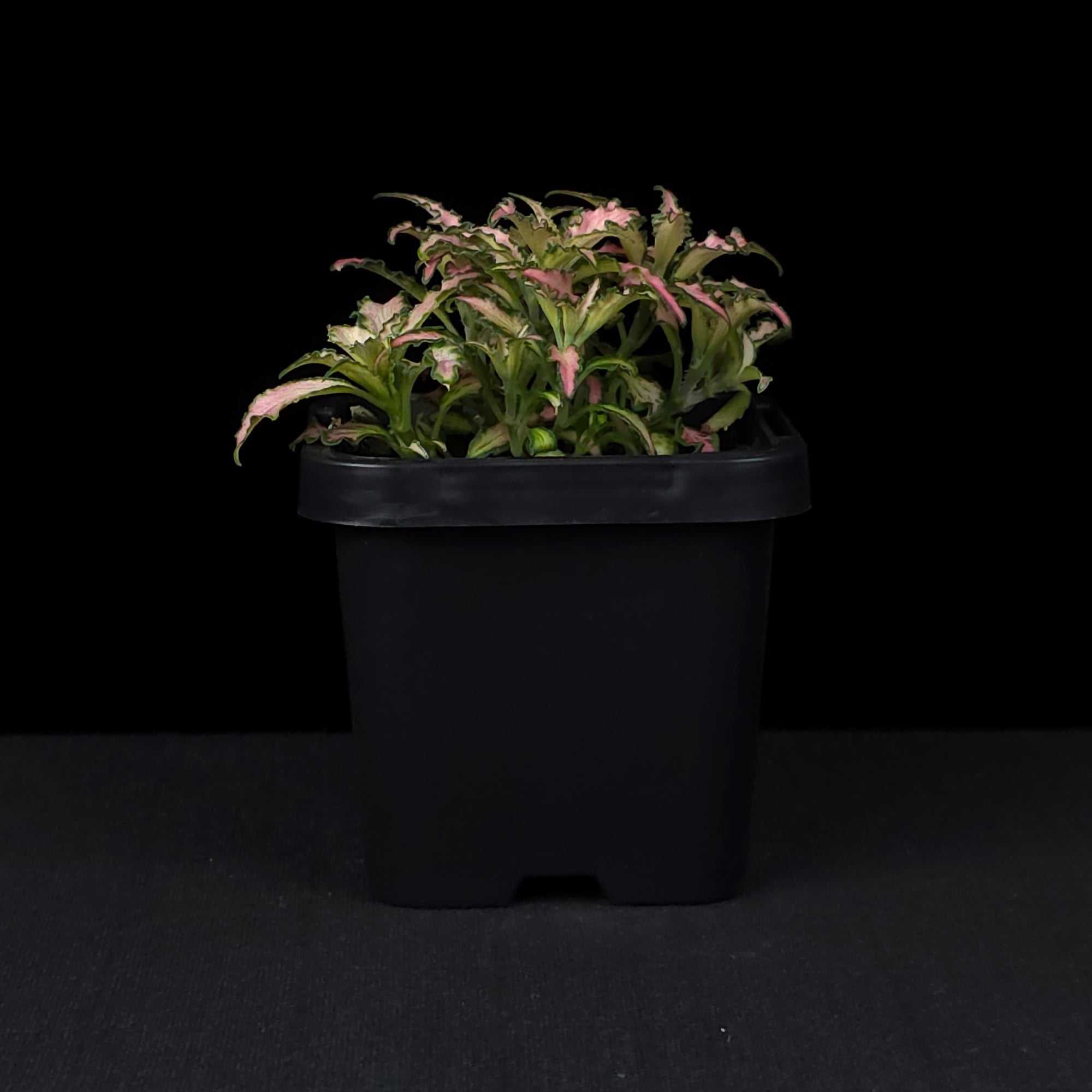 Fittonia 'Light Pink Anne'