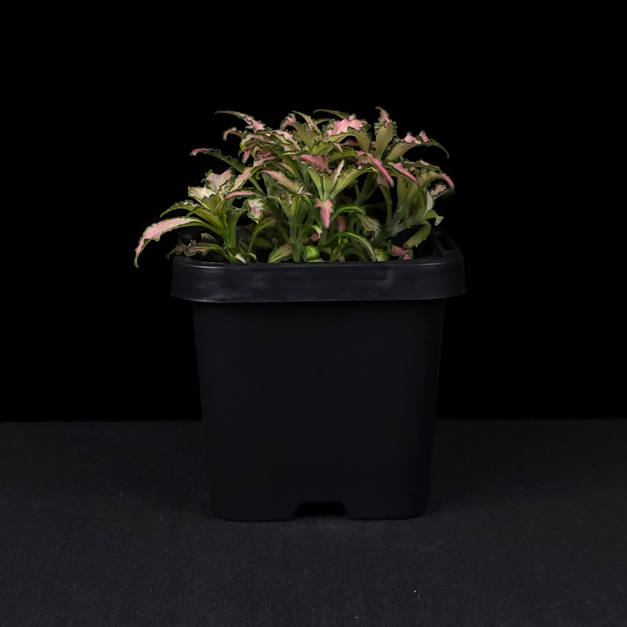 Fittonia 'Light Pink Anne'