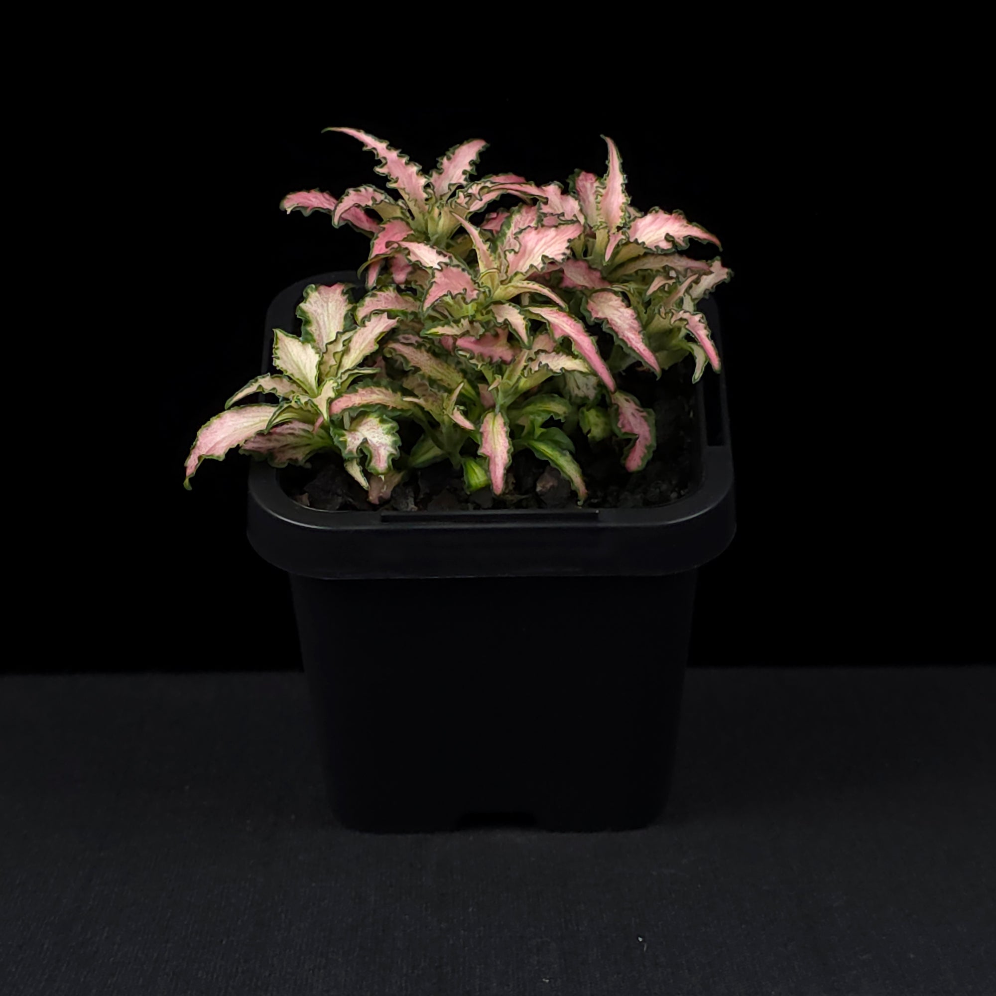 Fittonia 'Light Pink Anne'