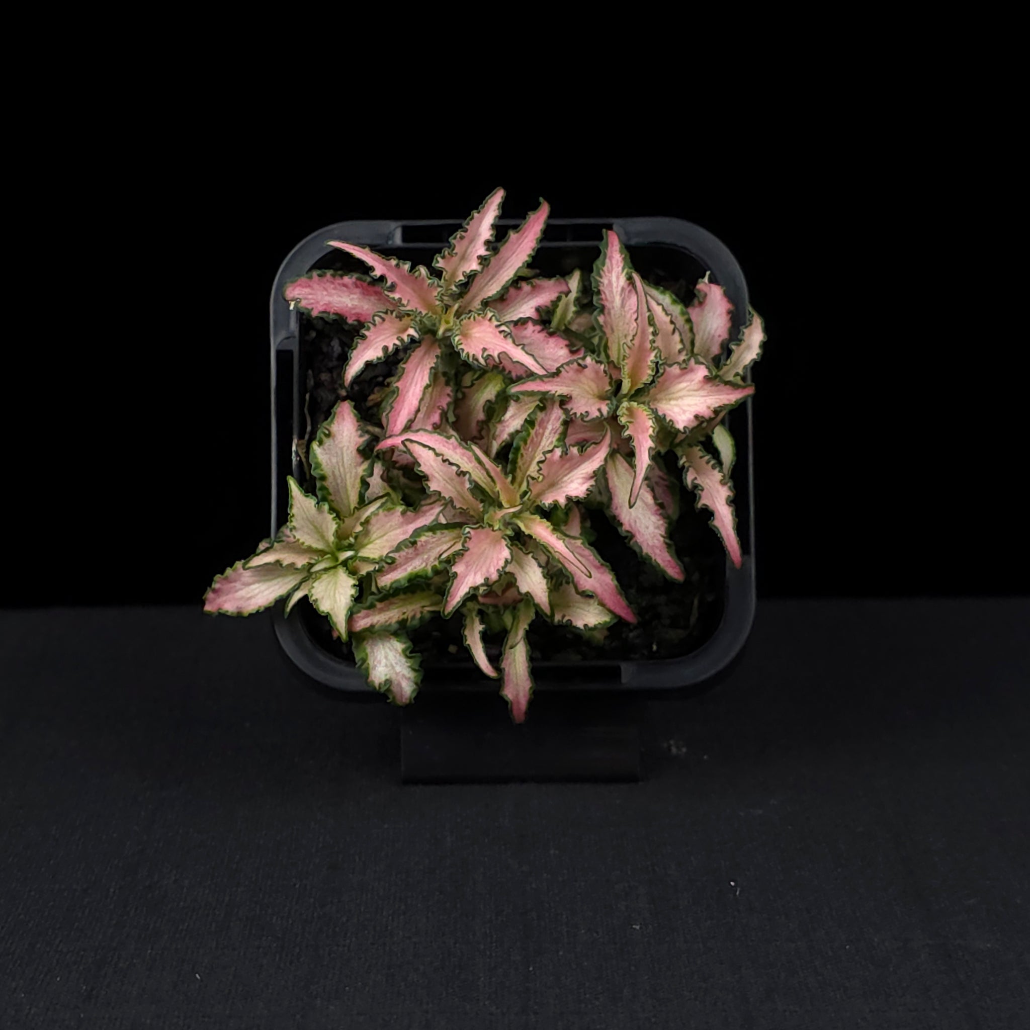 Fittonia 'Light Pink Anne'