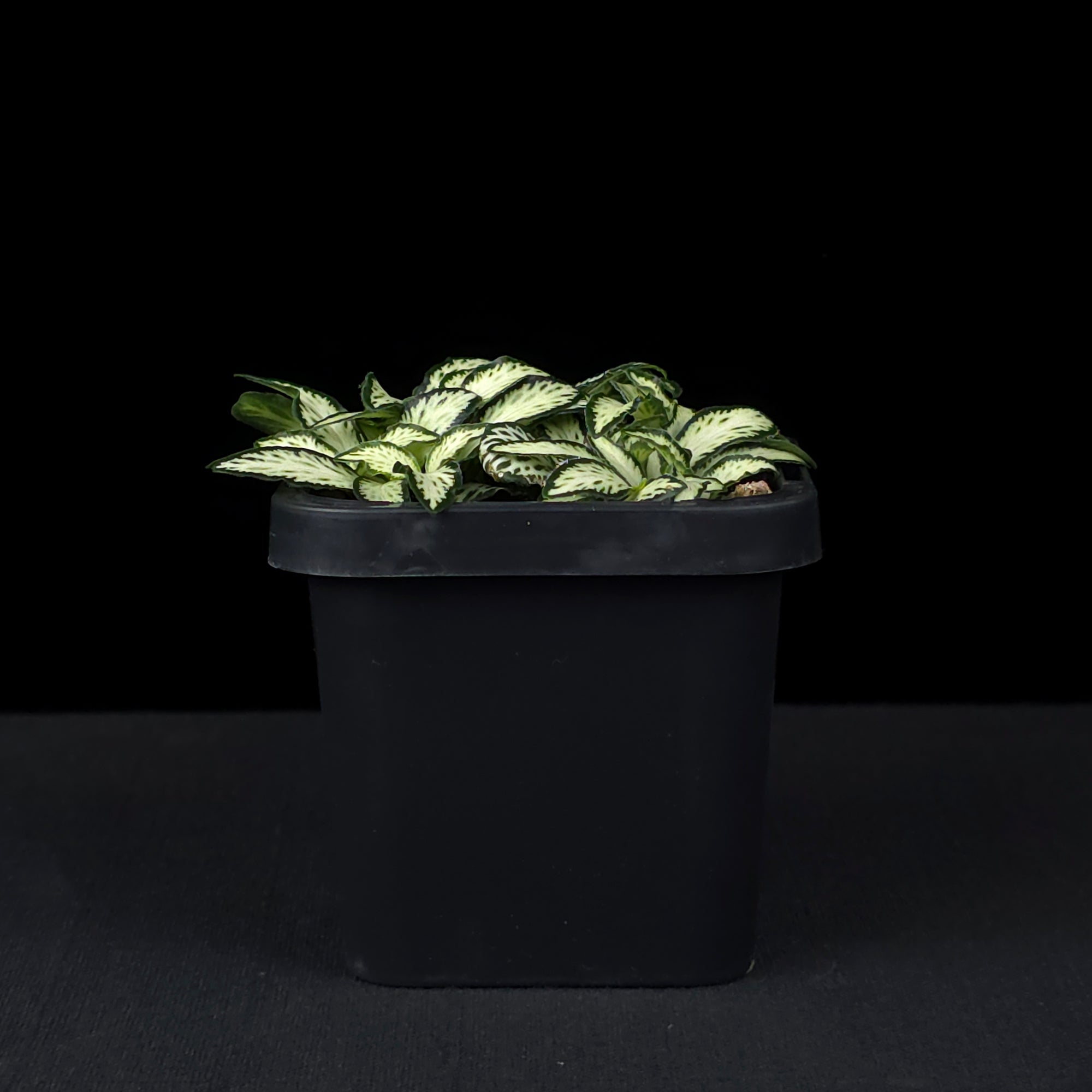 Fittonia 'Lovers'