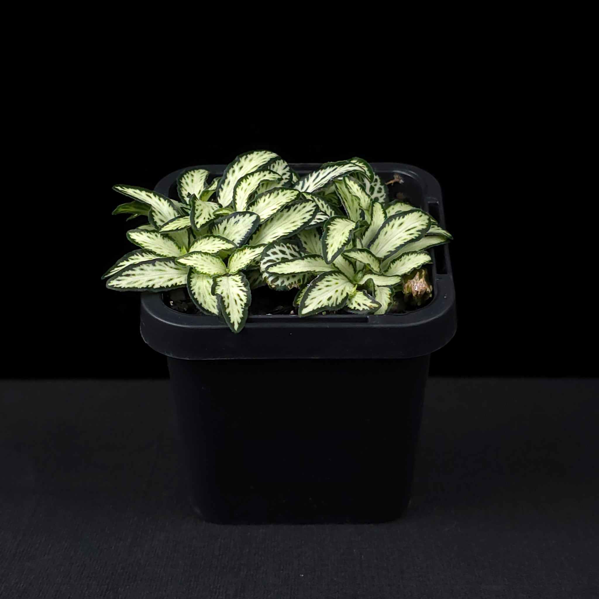Fittonia 'Lovers'