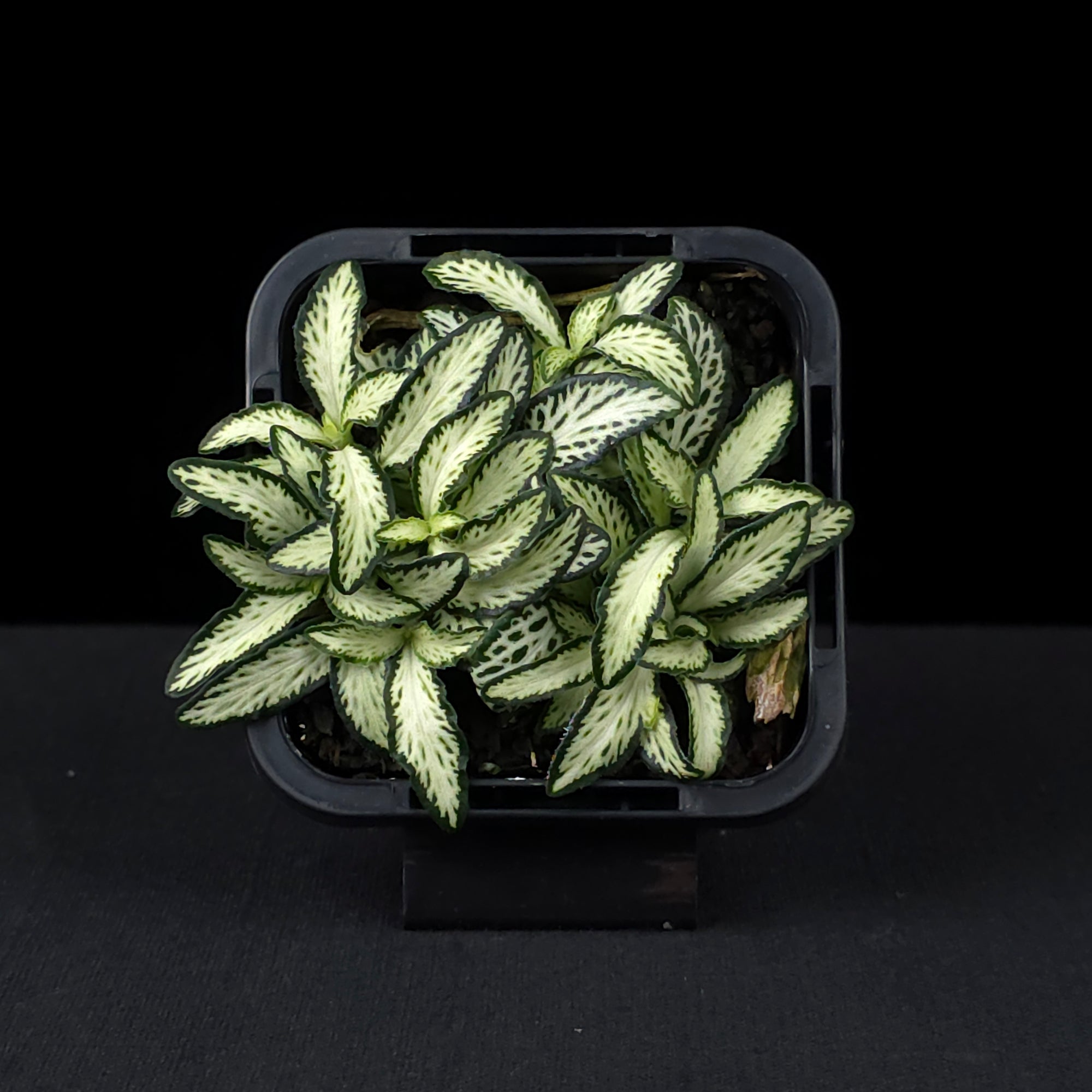Fittonia 'Lovers'