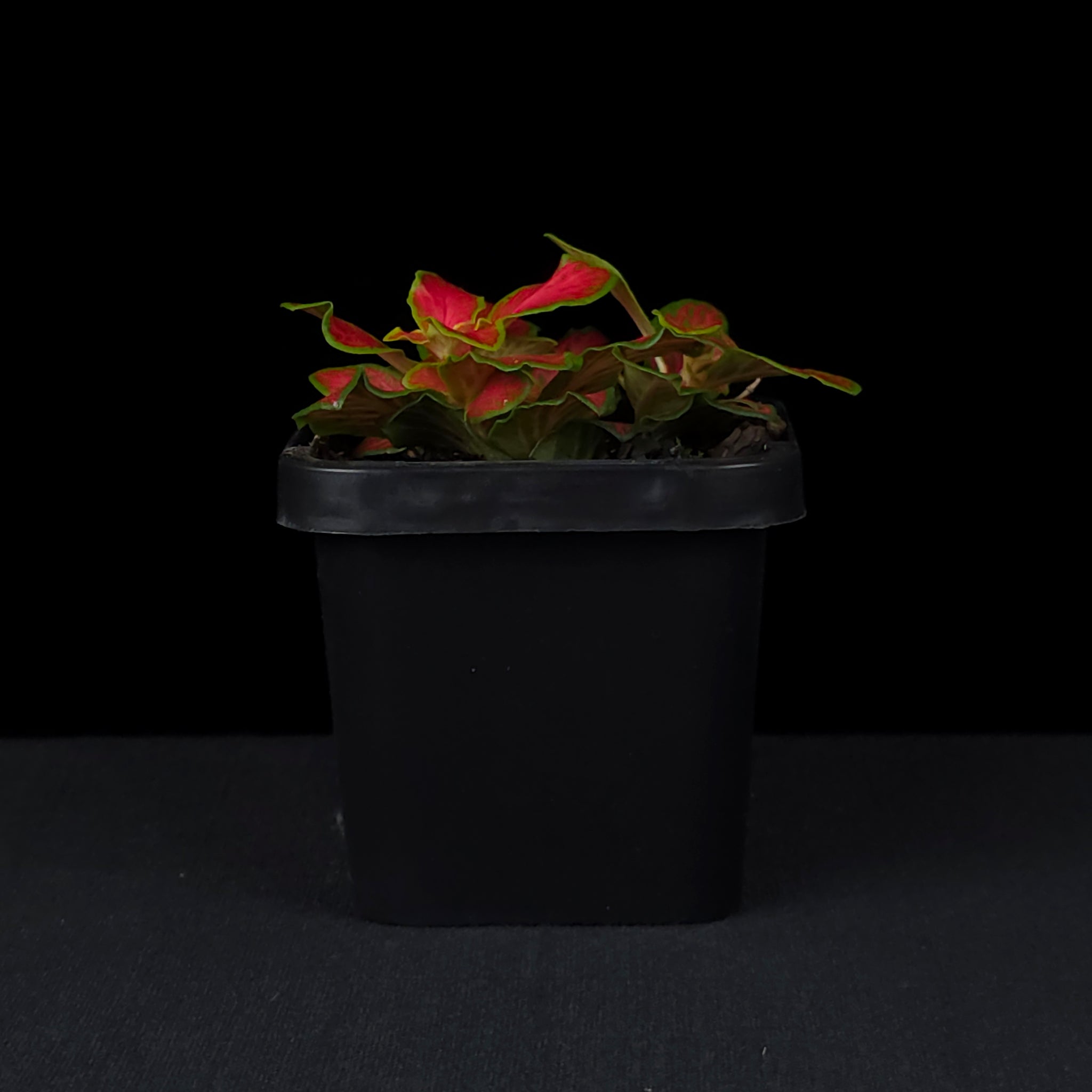 Fittonia 'Paradisian Inferno'